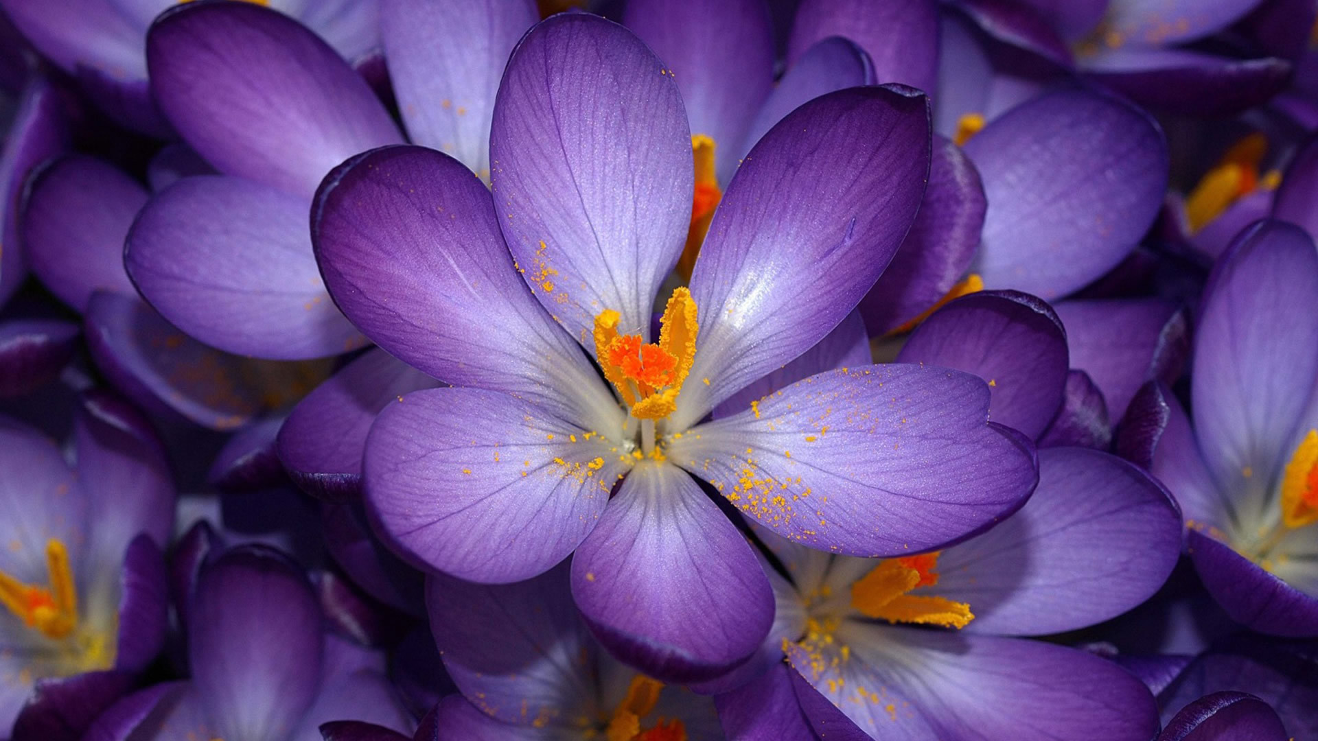 1920x1080 Purple Flower Wallpaper Tumblr 17818  px ~ HDWallSource.