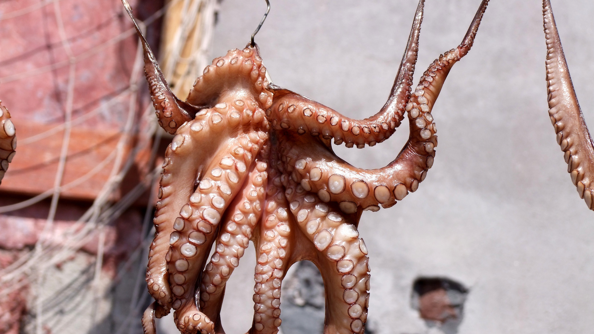 2048x1152  Wallpaper squid, octopus, fish