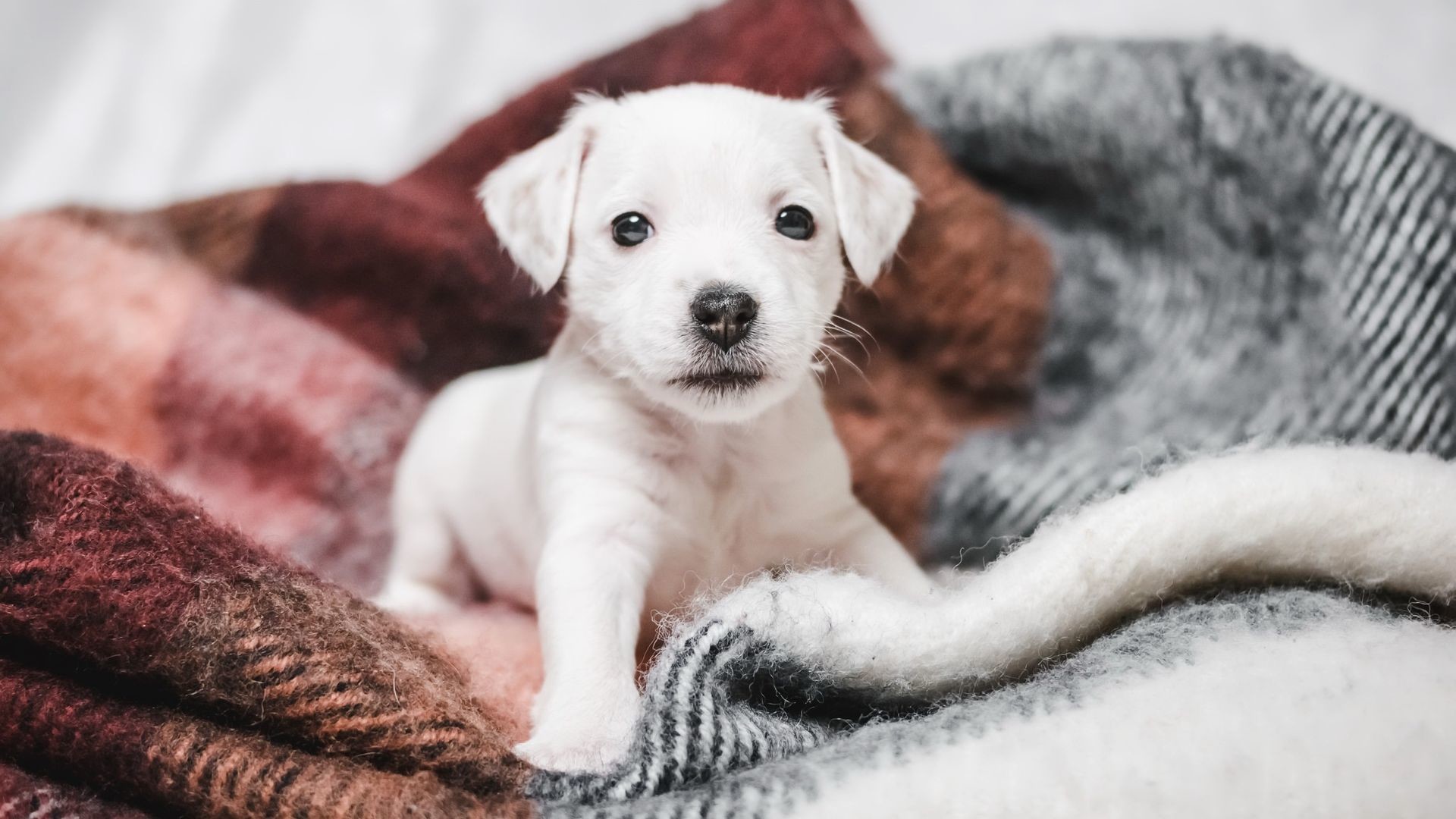 1920x1080 Cute Small White Puppy Wallpaper