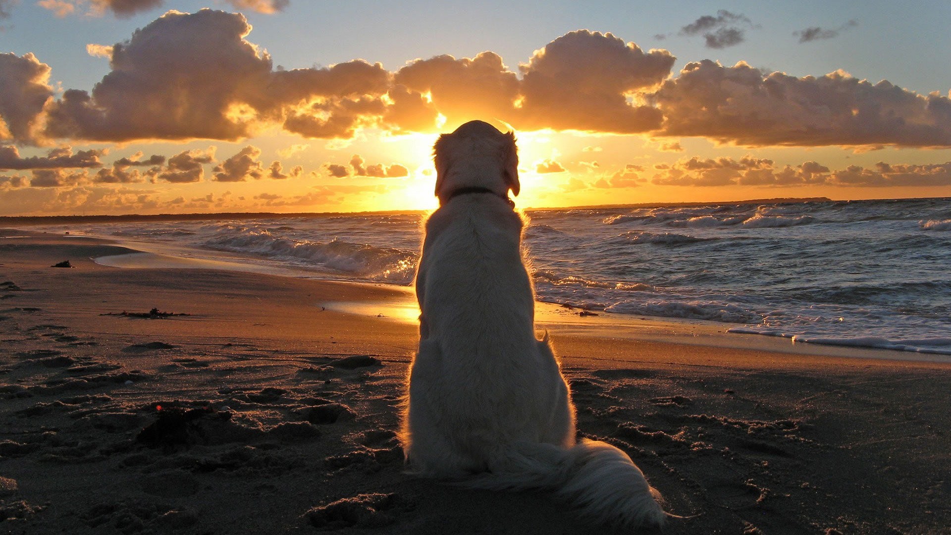 1920x1080 Labrador full hd wallpaper dog on beach at sunset amazing colors.
