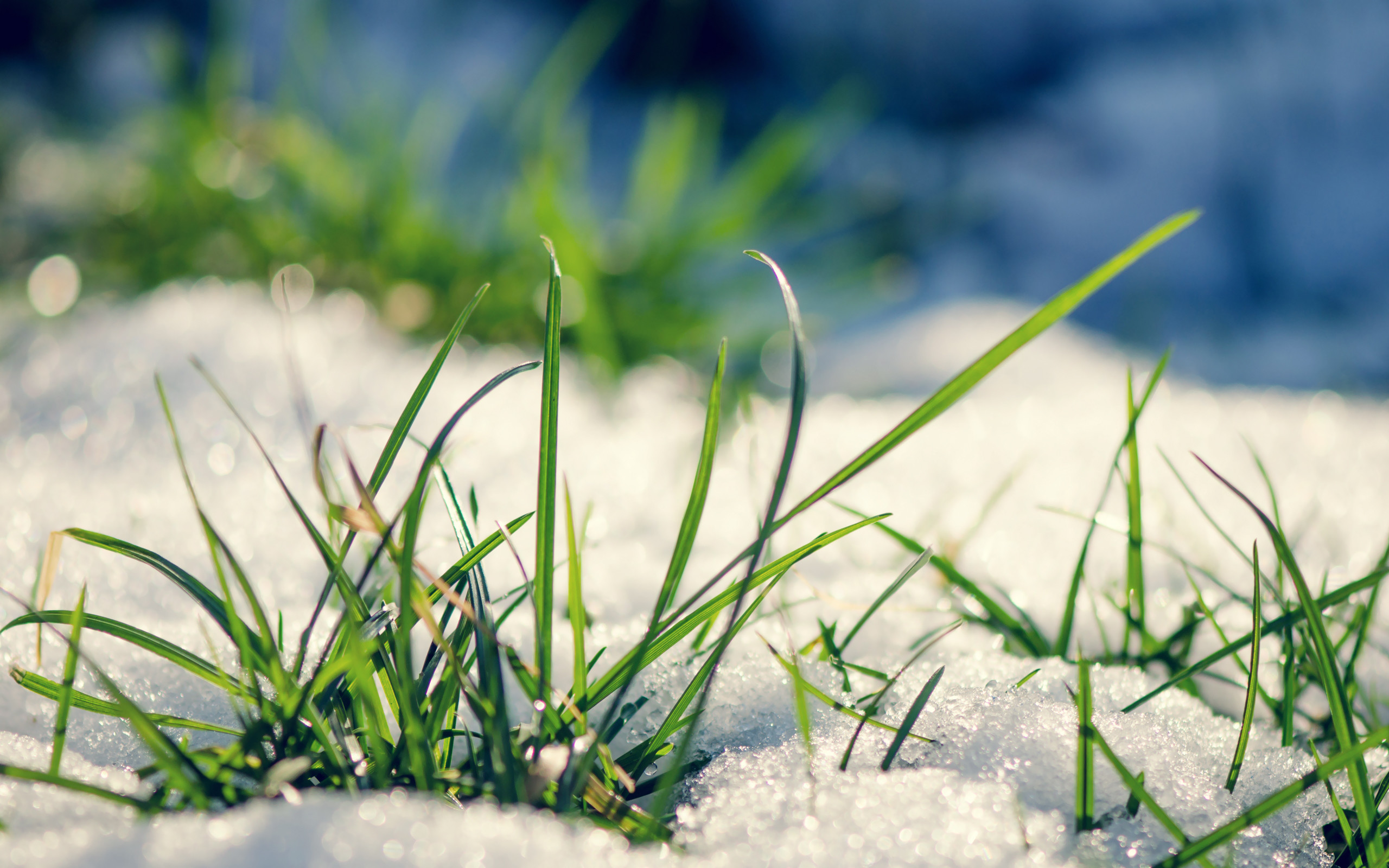 2560x1600 Early grass from under the snow in spring