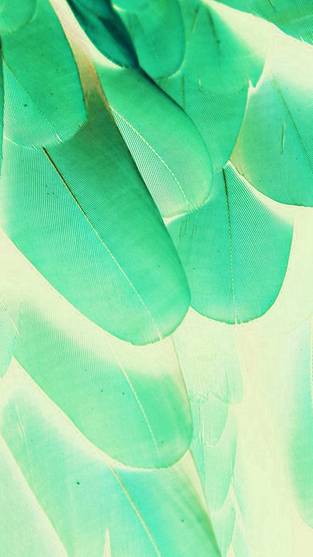 1080x1920 Feather Green Blue Nature Texture Animal Pattern iPhone 6 wallpaper