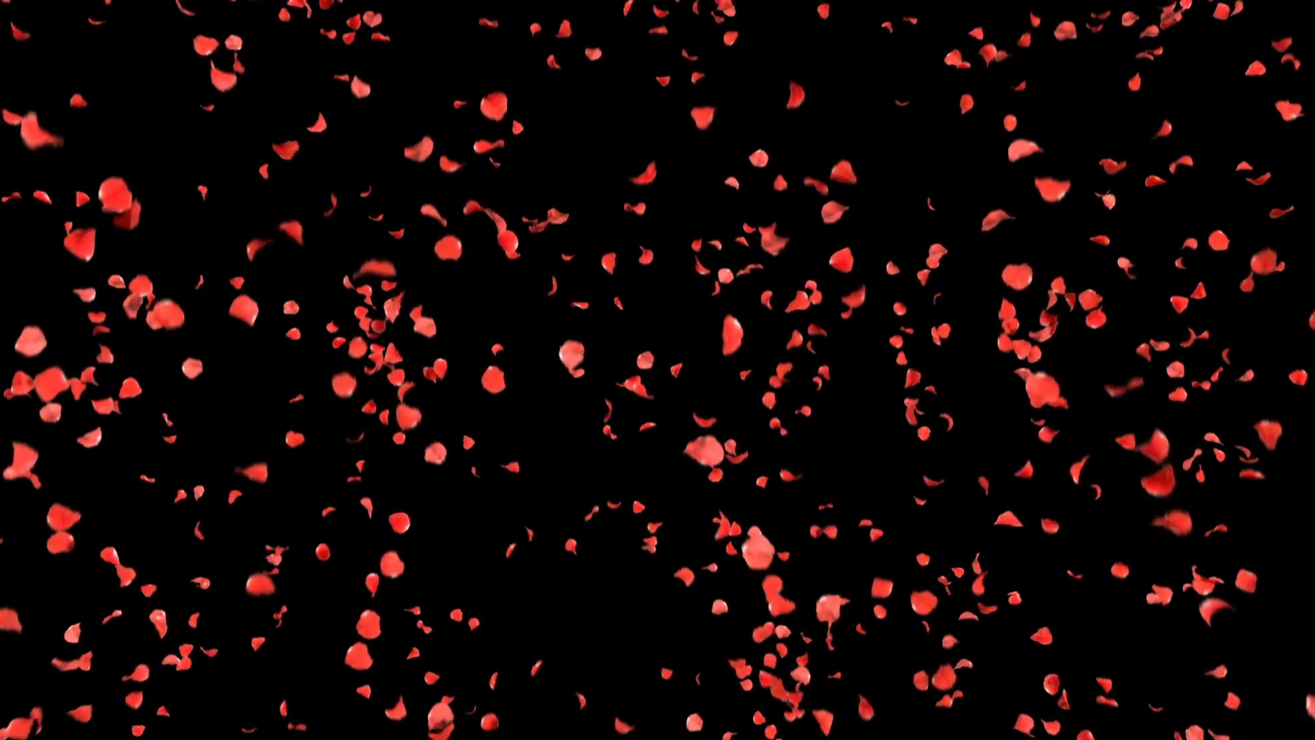 1920x1080 Slow falling petals roses 3d animation on white and black background with  alpha channel Motion Background - VideoBlocks