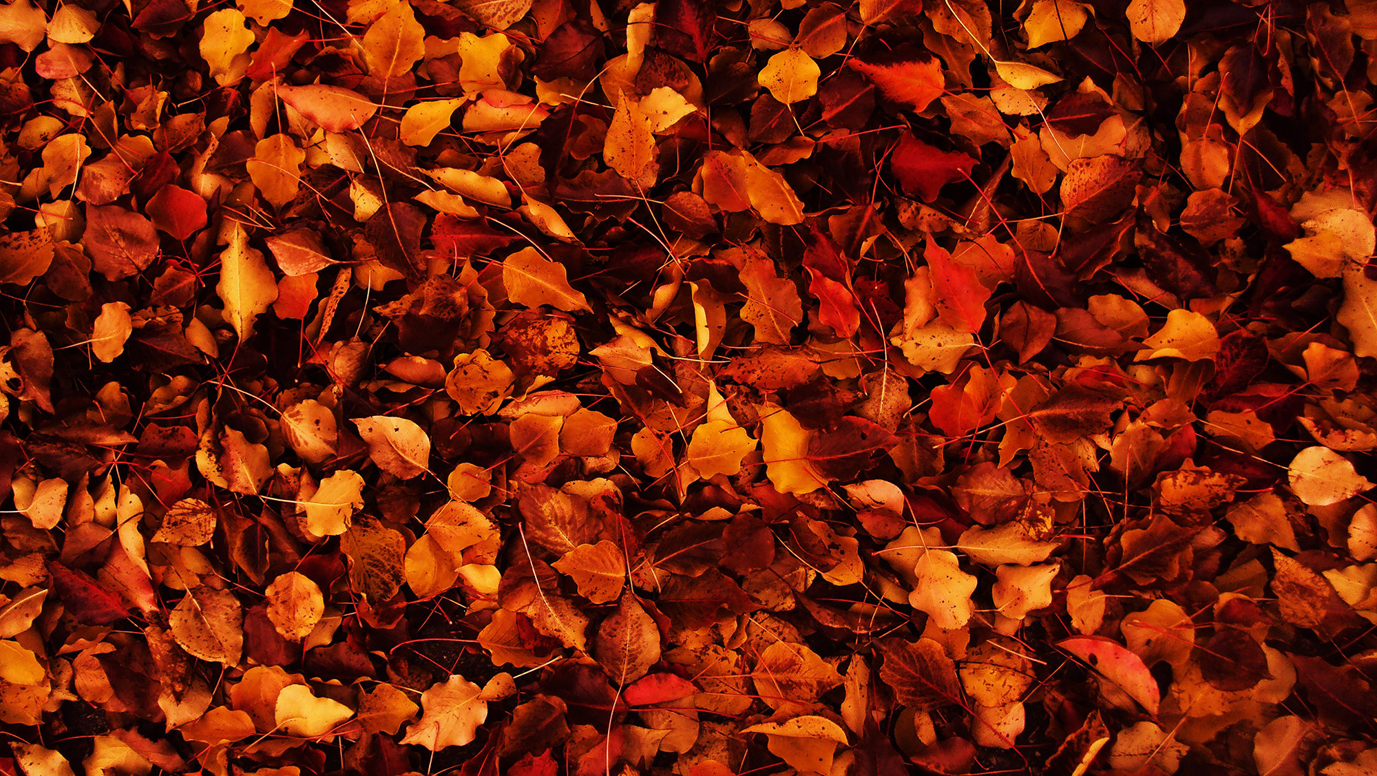 2000x1127 cute fall desktop backgrounds wallpaper - photo #3.  autumn_background_by_sahist-d35qyxv2j | Colour with Style