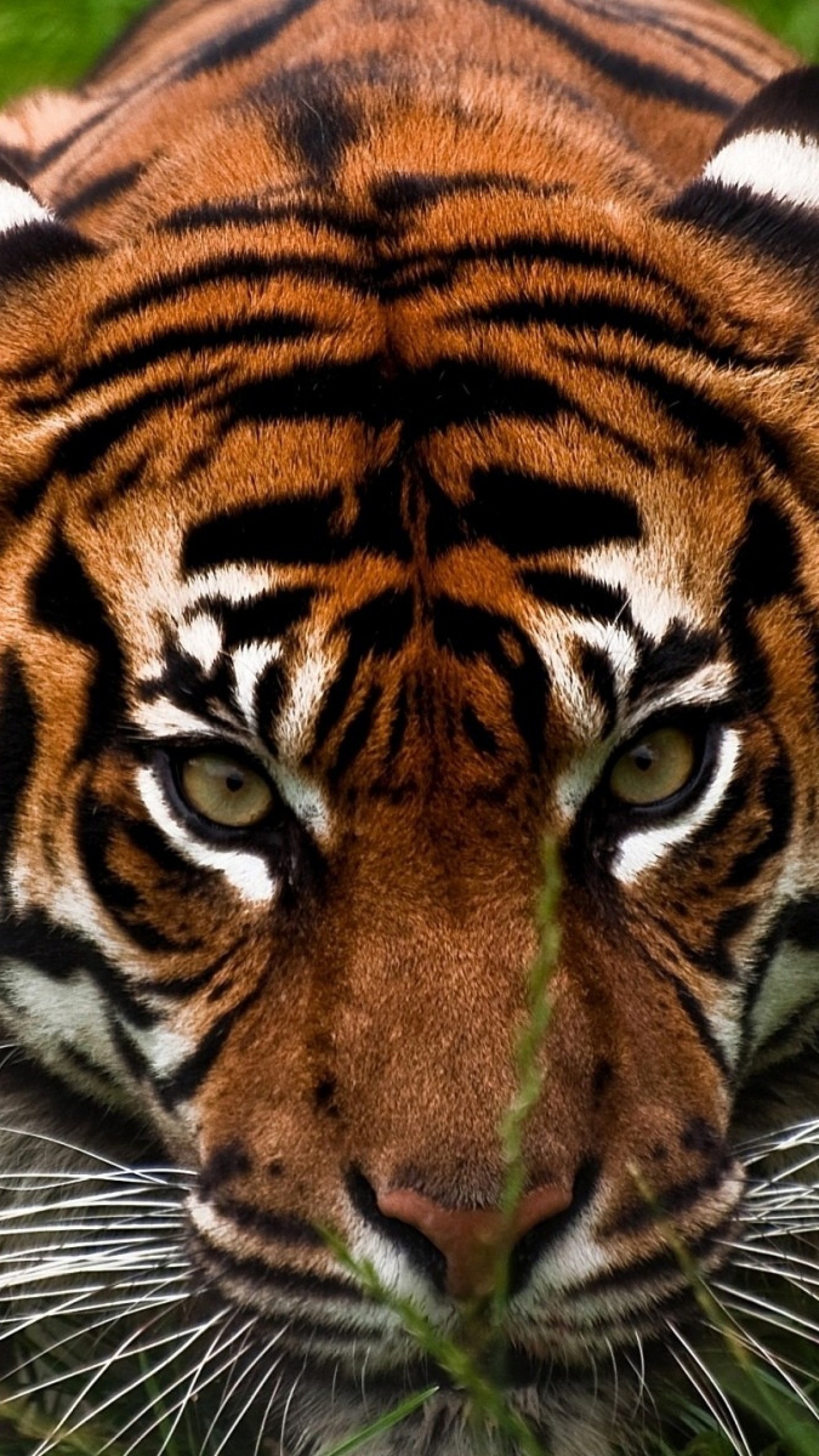 1440x2560 Preview wallpaper tiger, face, aggression, animal 