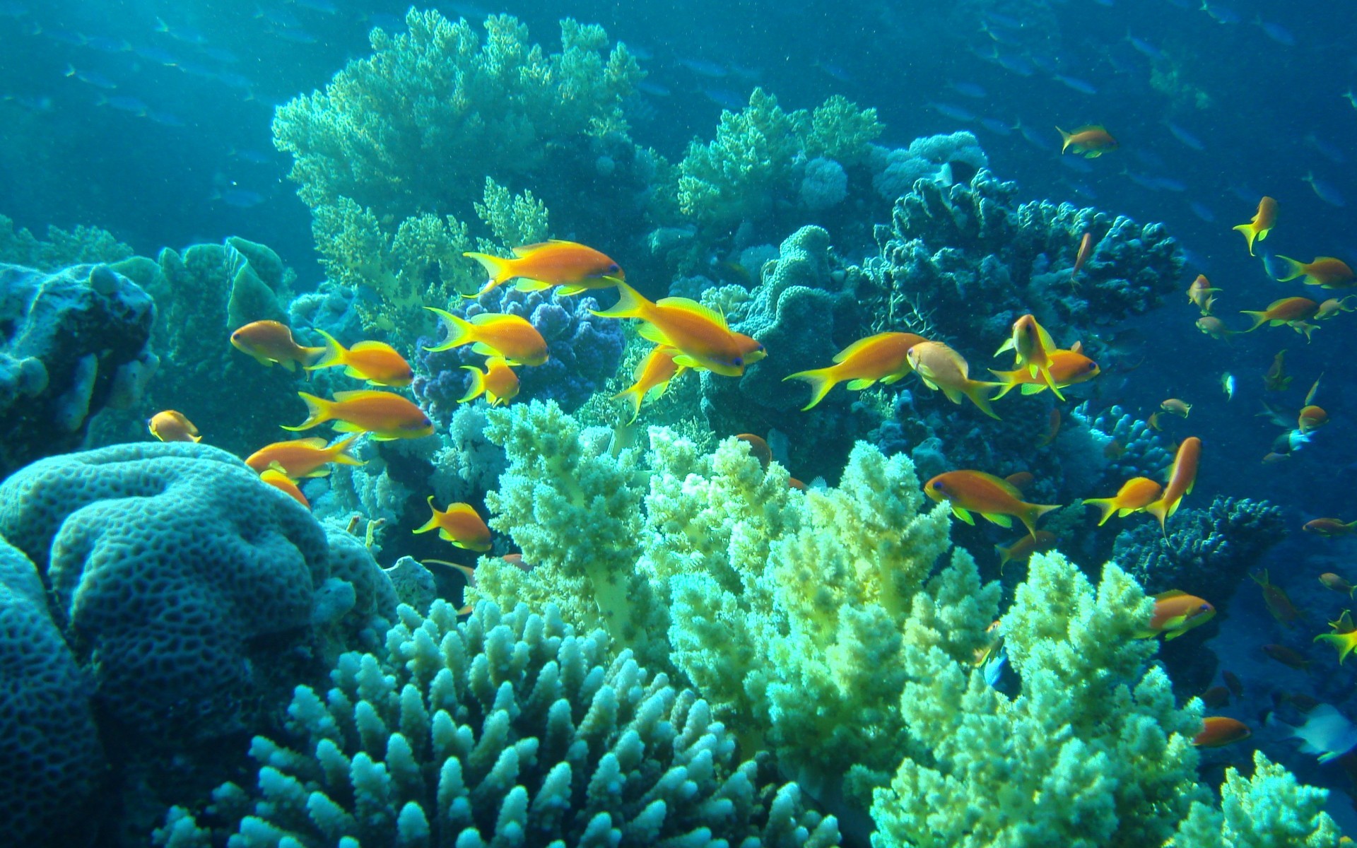 1920x1200 tropical fishes | underwater Egypt sea ocean fishes coral tropical wallpaper  background
