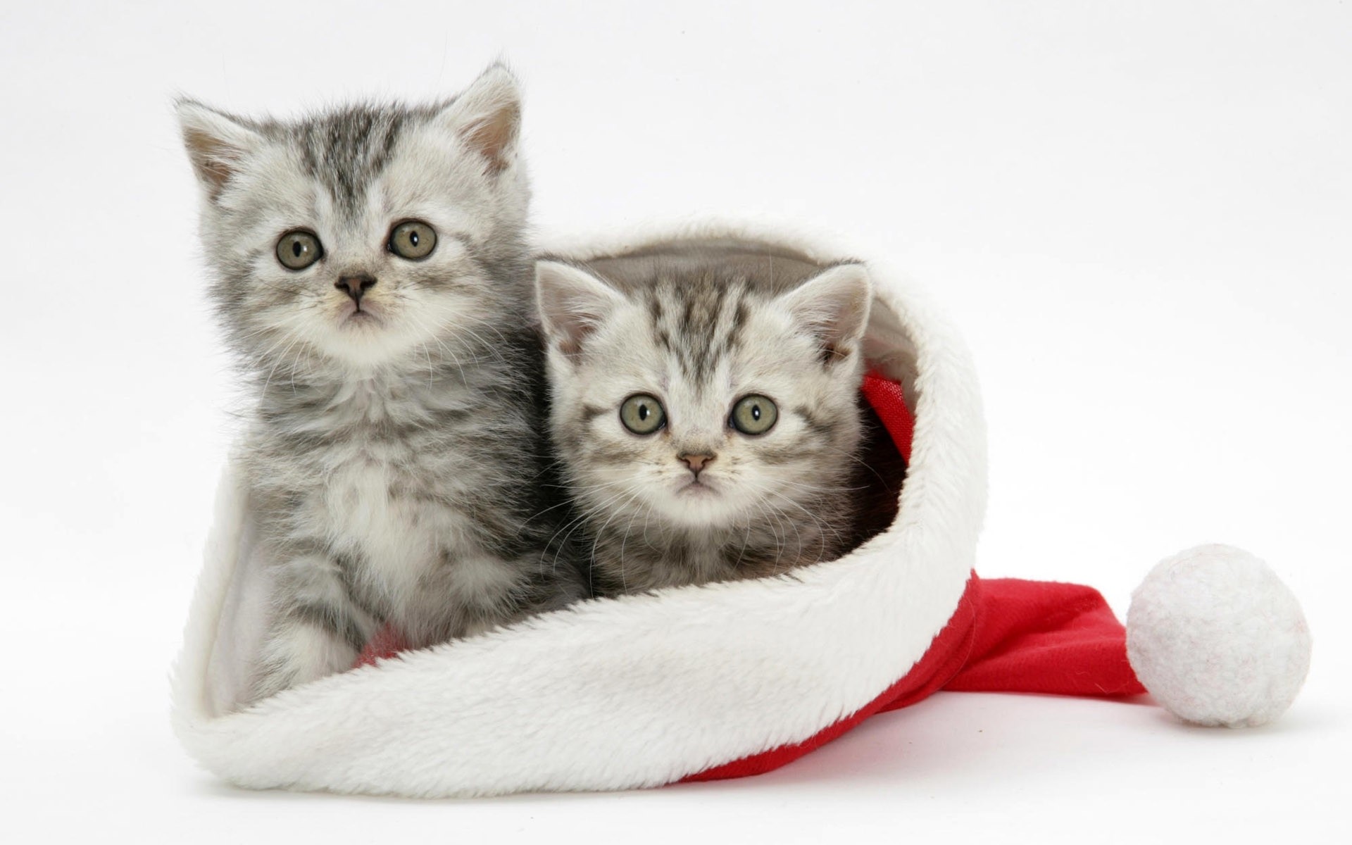 1920x1200 Wallpaper For Cats (65+ Images) with White Cats Christmas Wallpaper For  Android