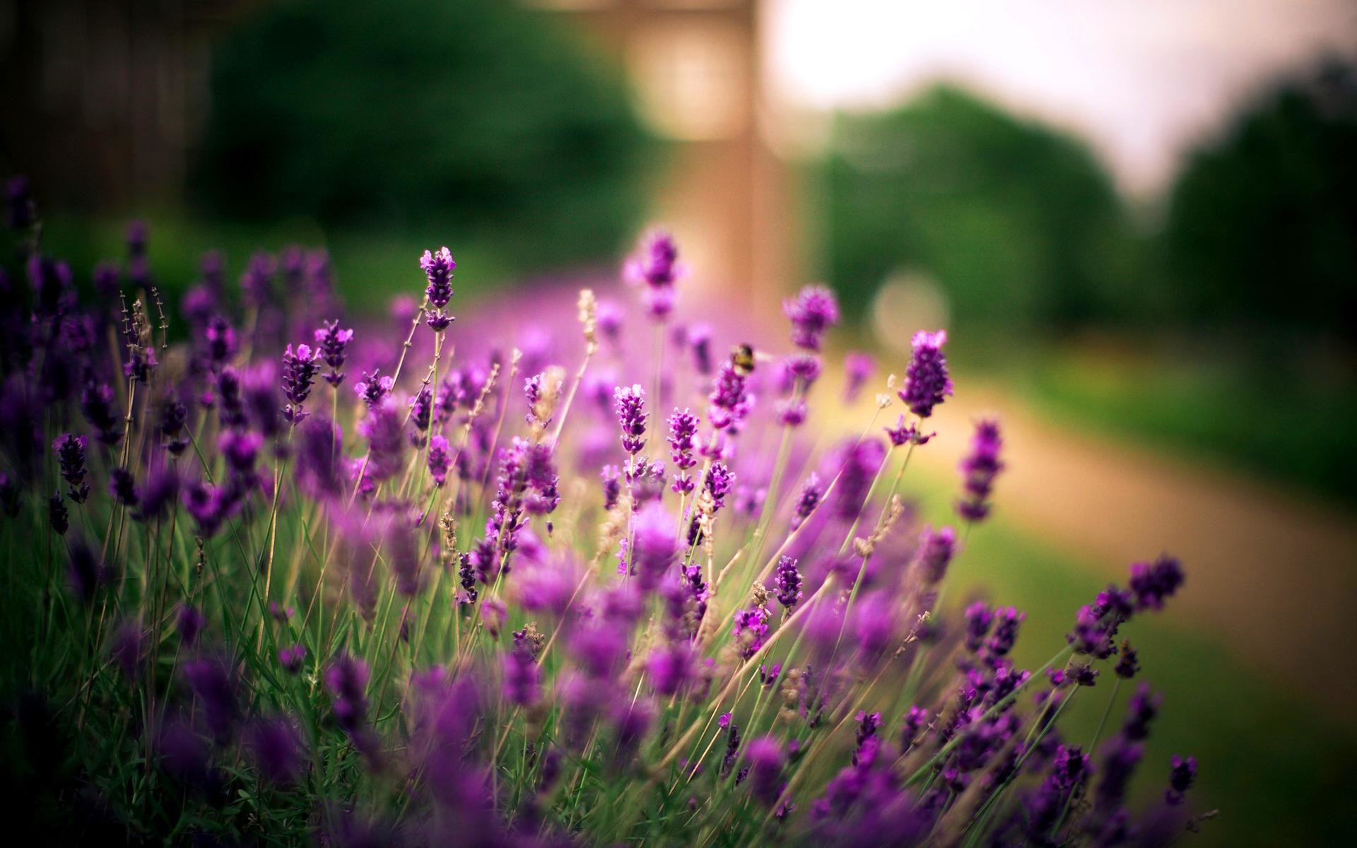 Lavender flowers Wallpapers Download  MobCup