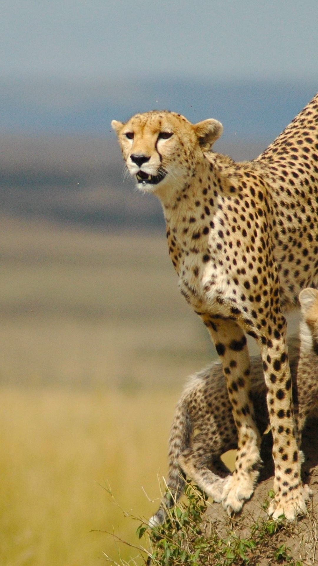 1080x1920 Cheetah iPhone 6 Plus Wallpaper 10428 - Animals iPhone 6 Plus Wallpapers  #Animals #iPhone #6 #Plus #Wallpapers #cheetah