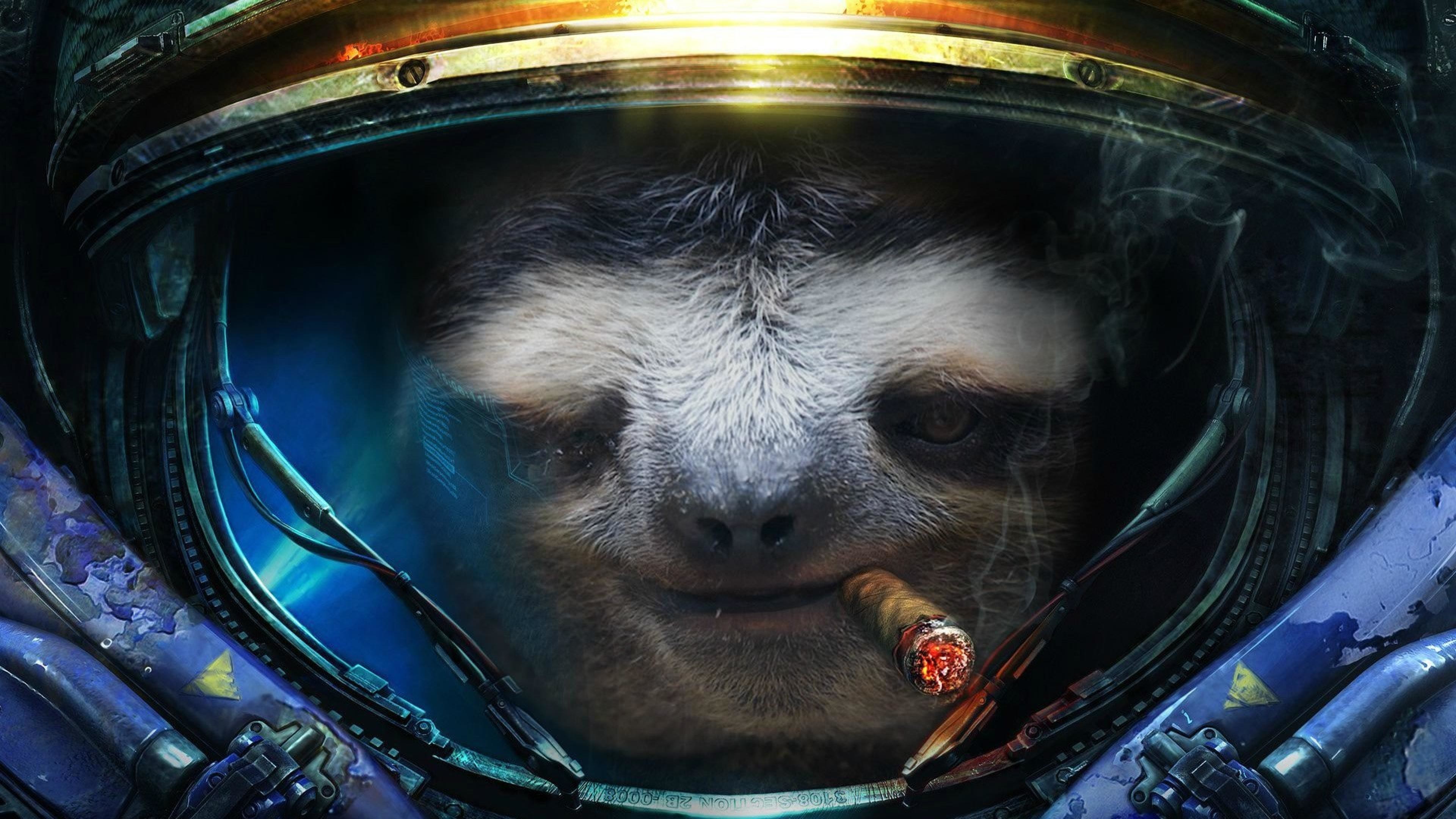 3840x2160 Sloth Wallpapers