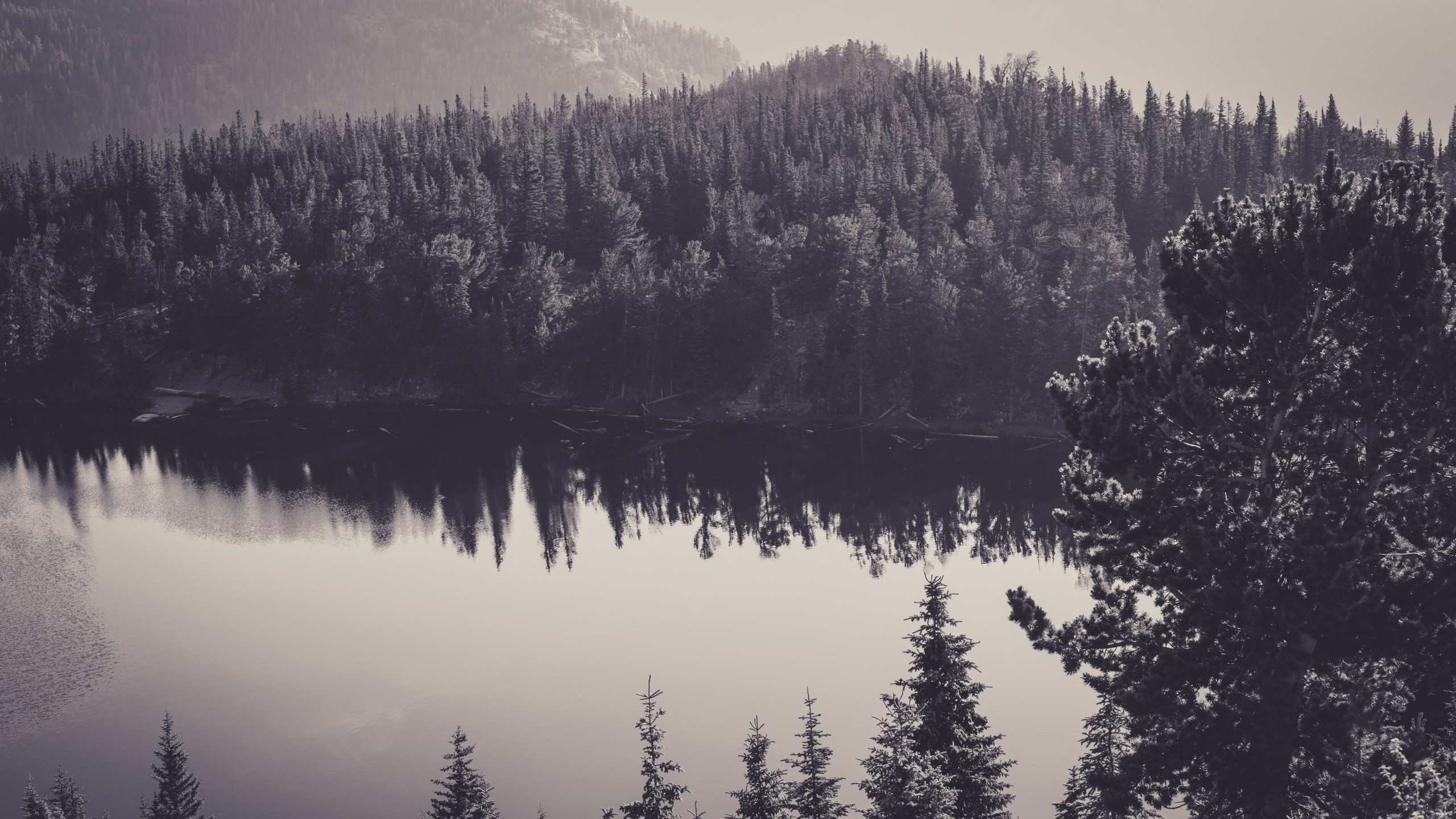 2560x1440 wallpaper.wiki-Black-and-White-Forest--High-