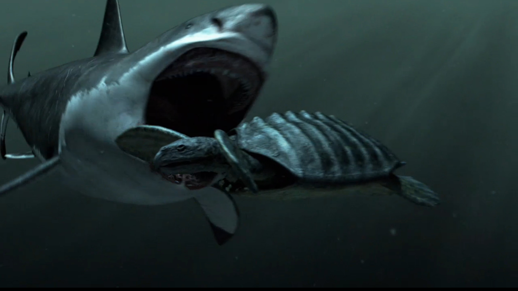 2048x1152 Megalodon Shark Sightings HD Desktop Wallpaper