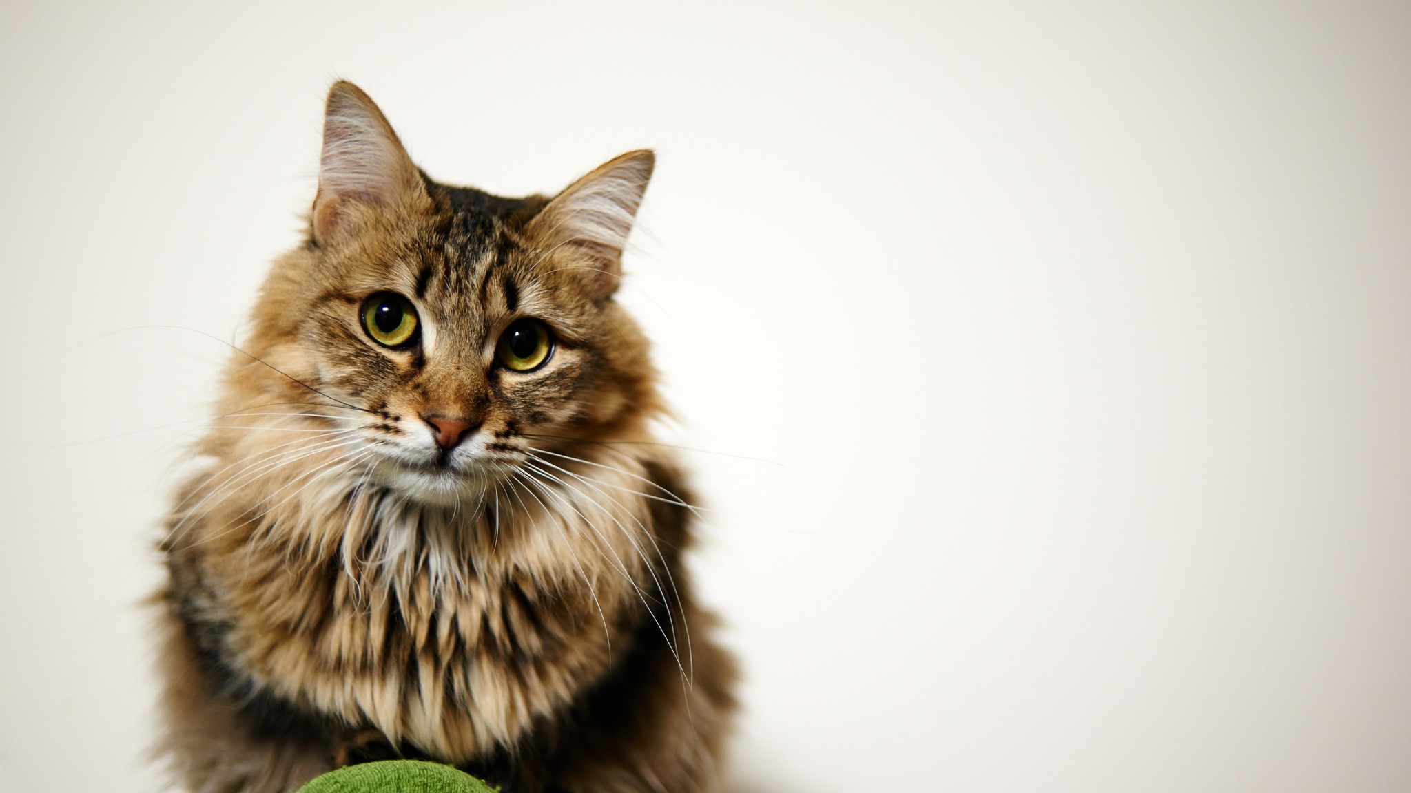 2048x1152  Wallpaper cat, furry, sitting, eyes, face