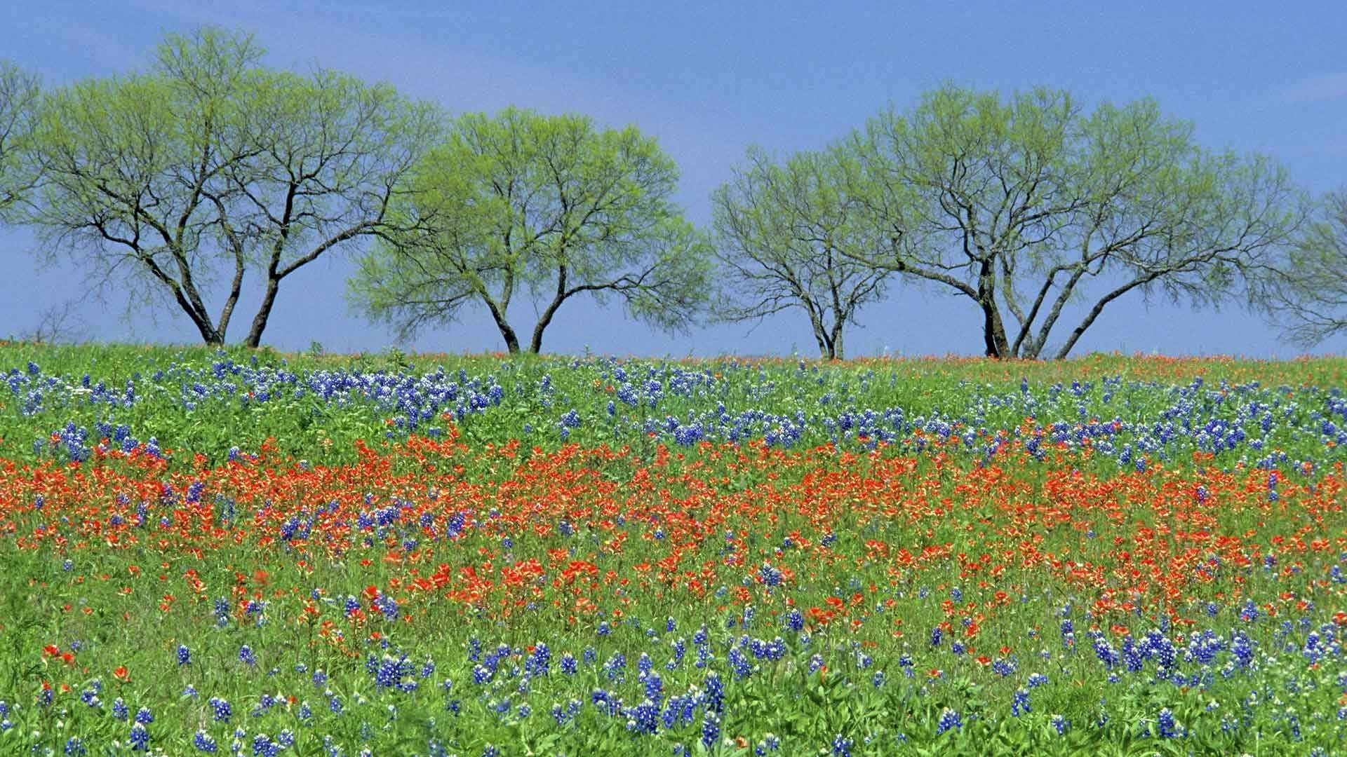 1920x1080 Flowers Bluebonnet Wildflowers Texas Fields Parks Nature Image 3D
