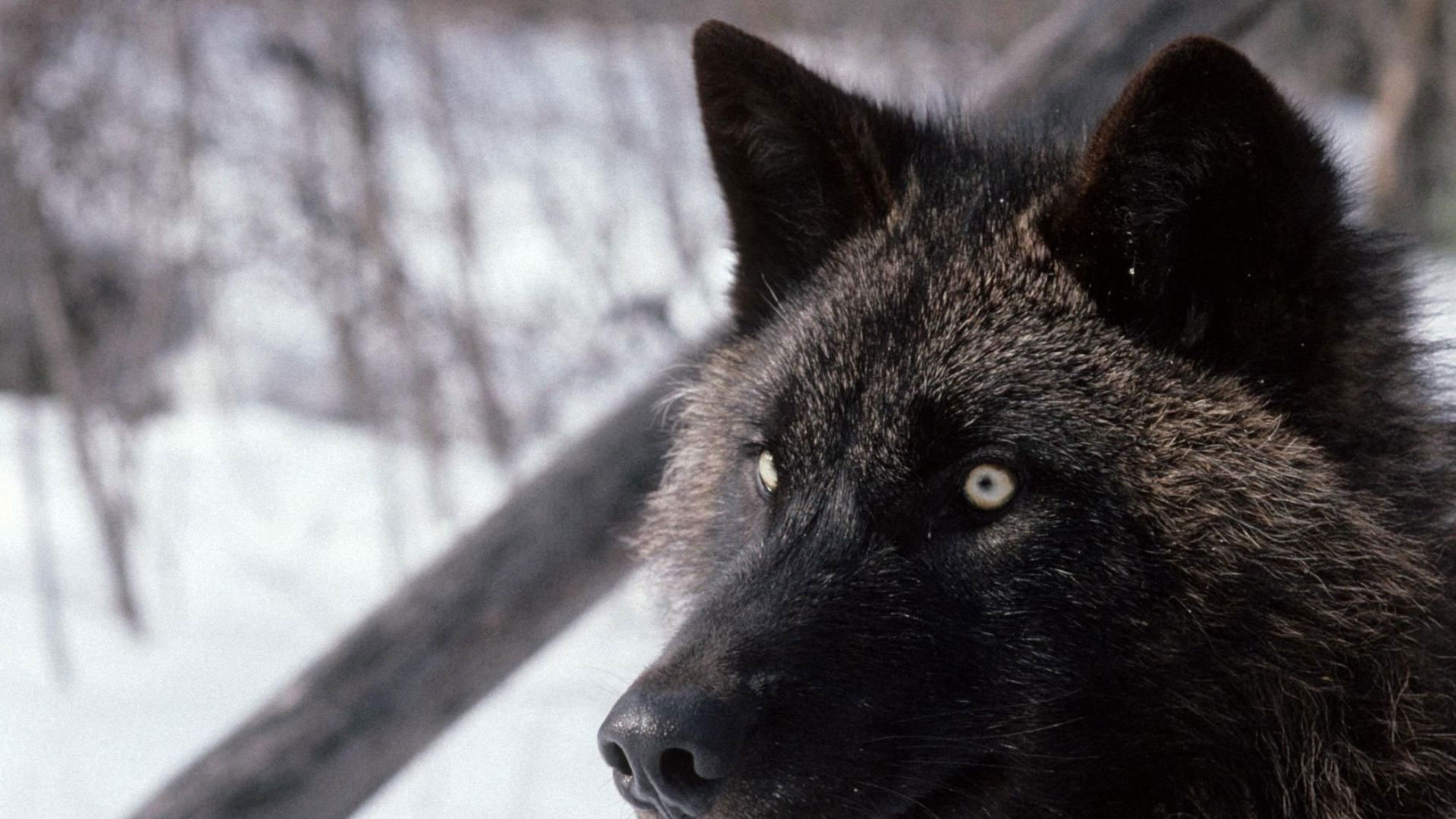 1920x1080 hd pics photos black wolf beautiful wild animals macro hd quality desktop  background wallpaper