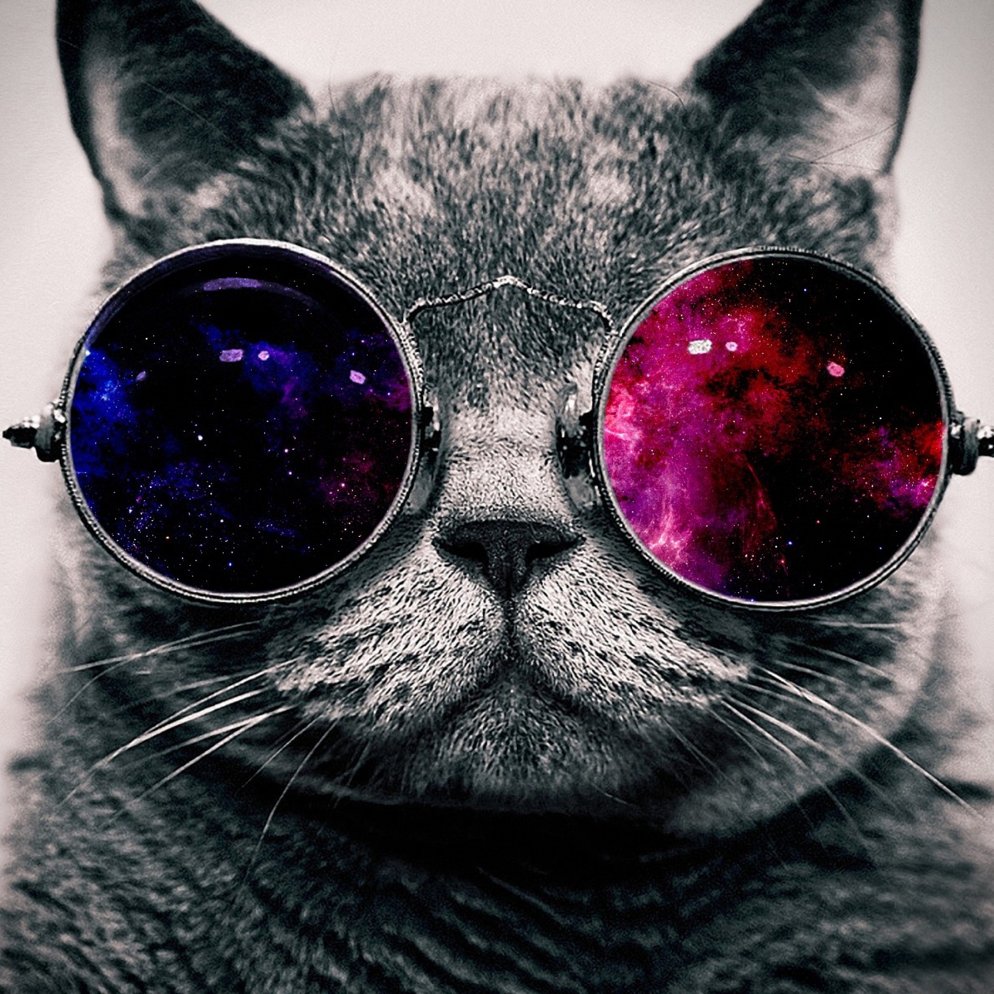 2048x2048 Preview wallpaper cat, face, glasses, thick 