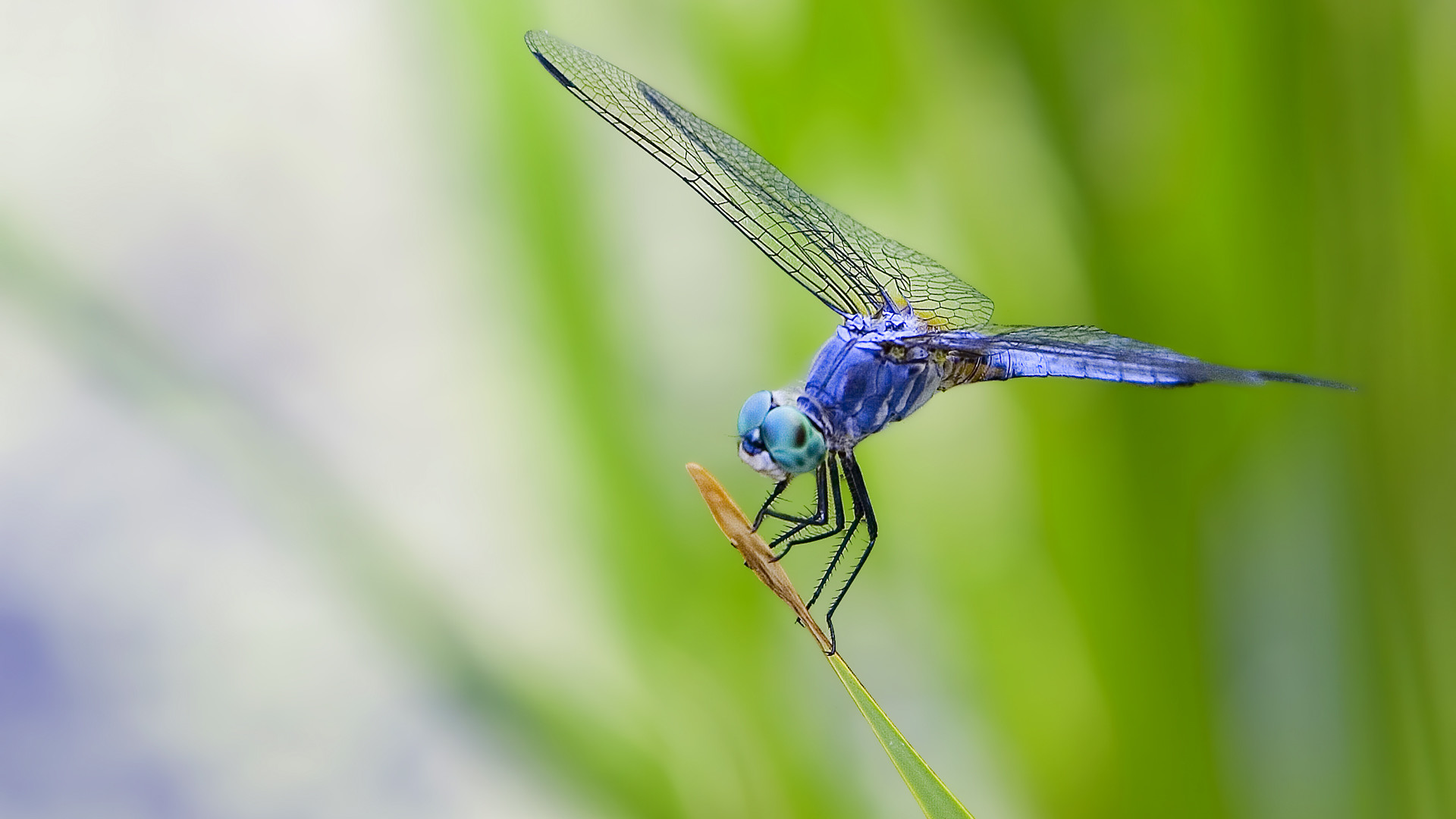1920x1080 free download home animal insect dragonfly hd wallpaper Car Pictures