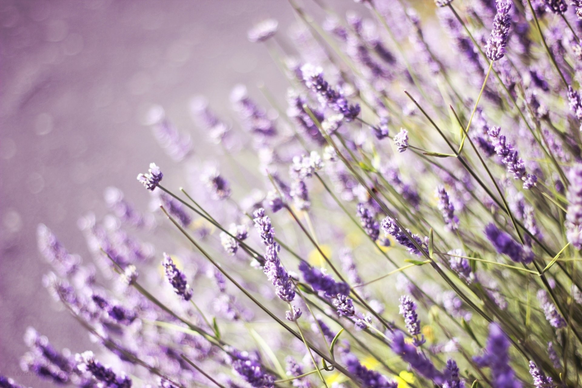1920x1280 lavender flower field purple grass the field