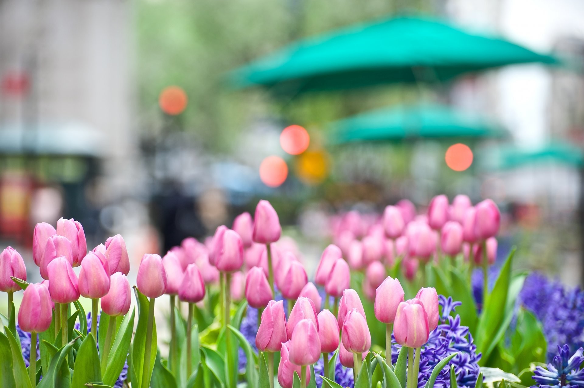 1920x1276 tulips pink flower bud hyacinth bed town street lights reflections light  nature spring close up