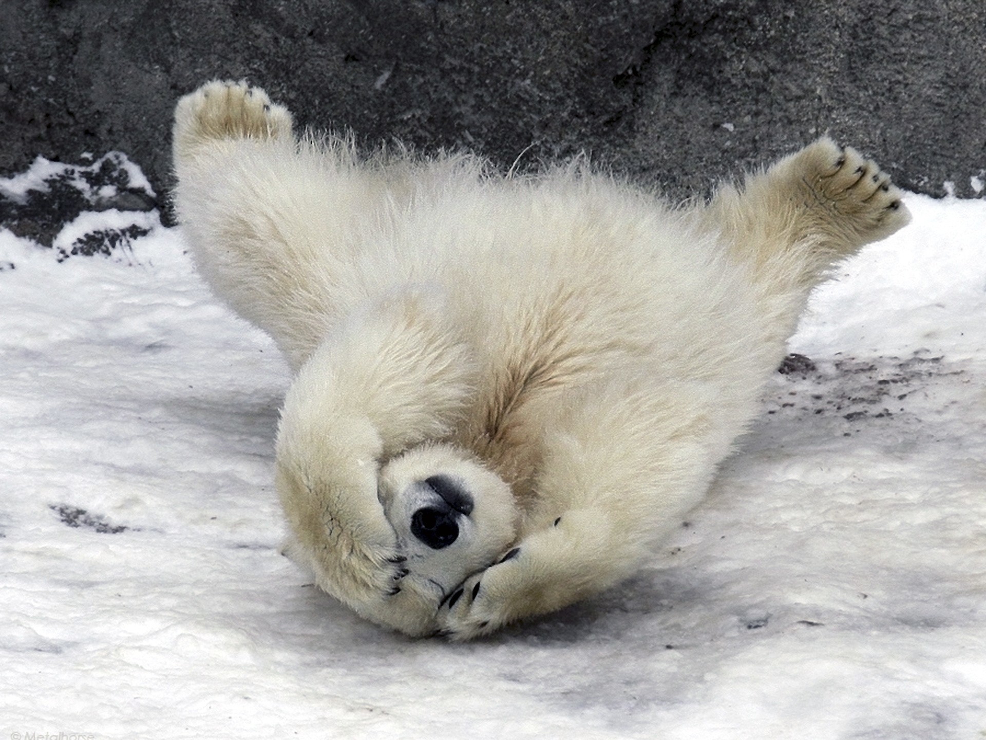 Baby Polar Bear Wallpaper (52+ images)