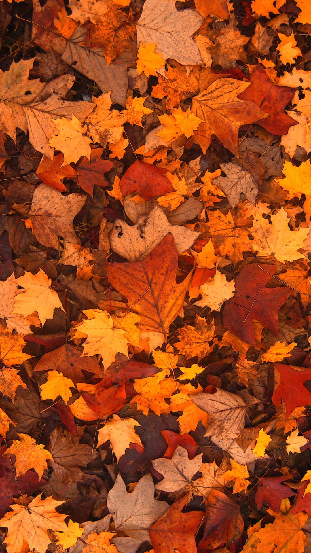 1080x1920 Fall Foliage Phone Wallpaper