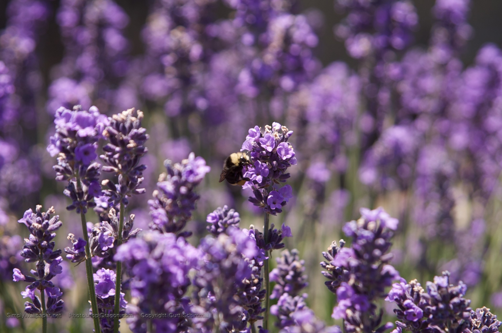 1920x1273 Bee and Purple Flowers wallpaper - Click picture for high resolution HD  wallpaper