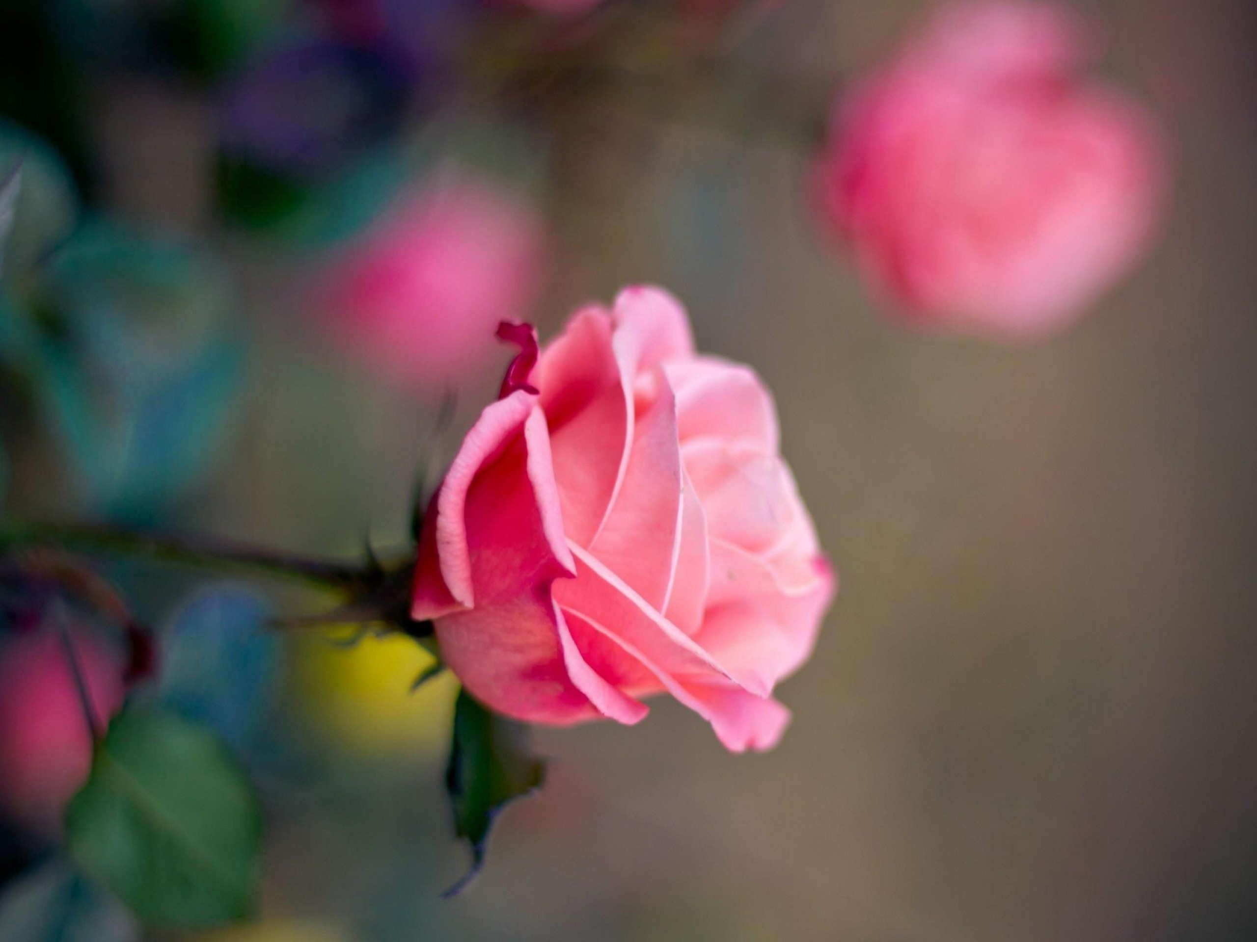 2560x1920 Pink Roses Flowers HD Wallpaper