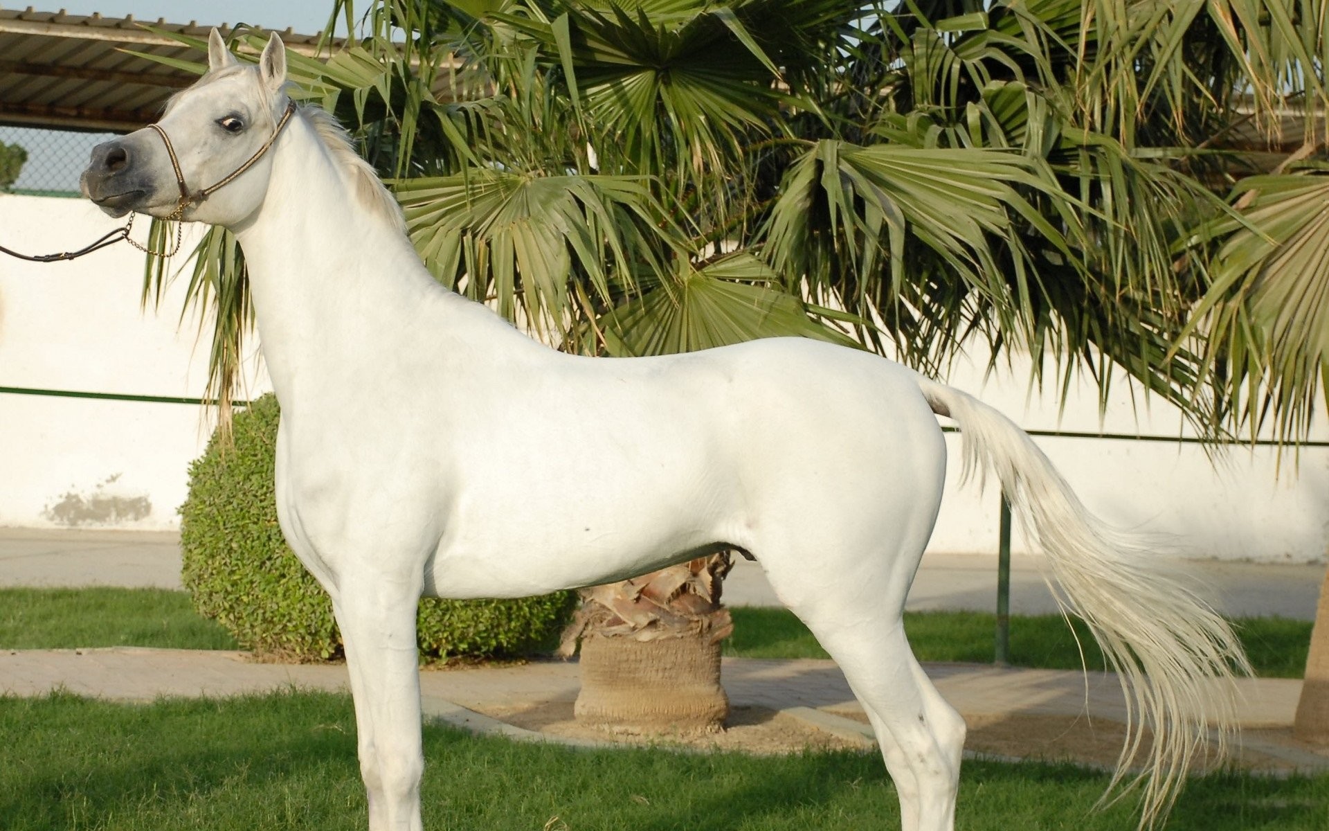 Белая высокая лошадь