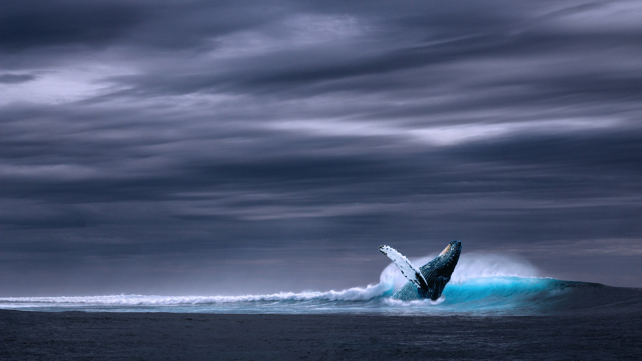 2560x1440 Nature / Blue Whale Wallpaper