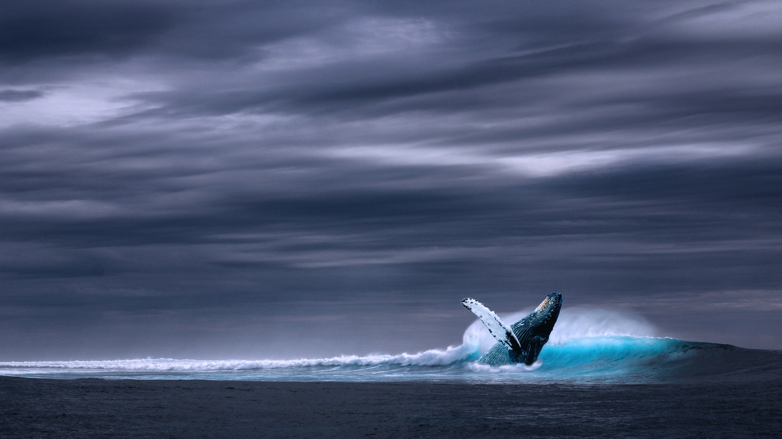 Blue Whale Wallpaper 60 Images Blue Whale Wallpaper 60 Images