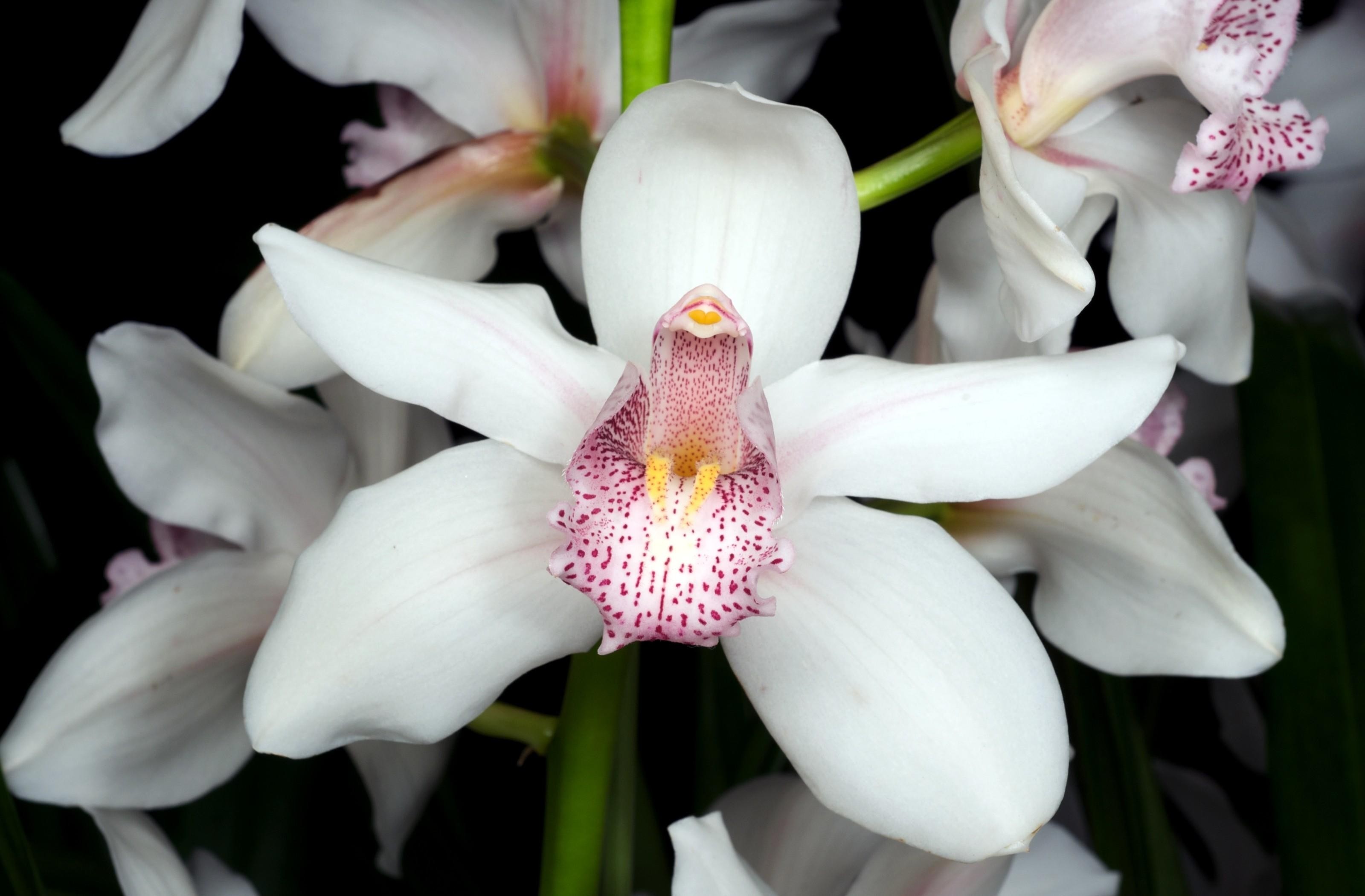 3200x2100 Wallpaper Orchid, Flower, Snow-white, Branch, Close-up HD, Picture, Image