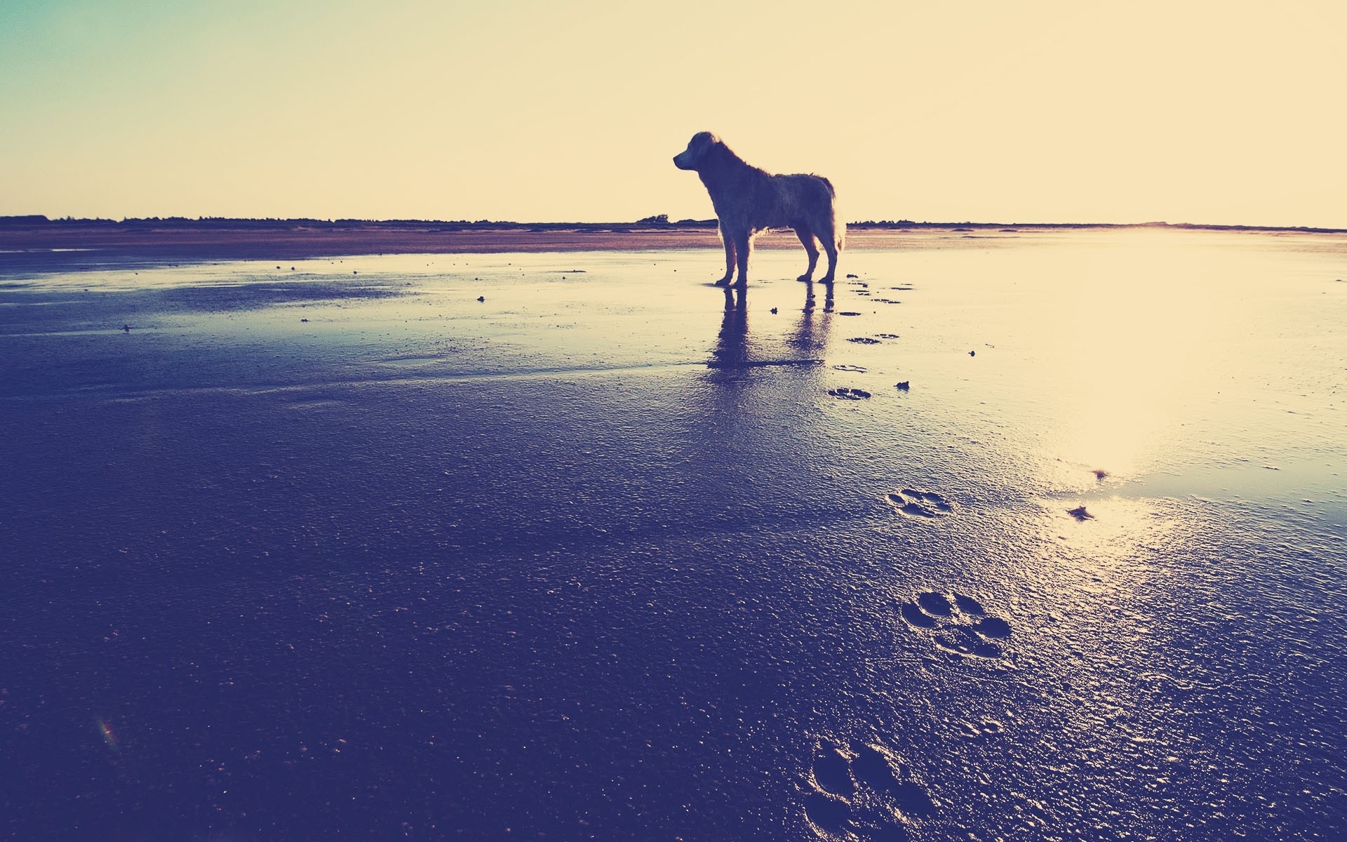 1920x1200  Wallpaper dog, beach, sand, footprints, sea