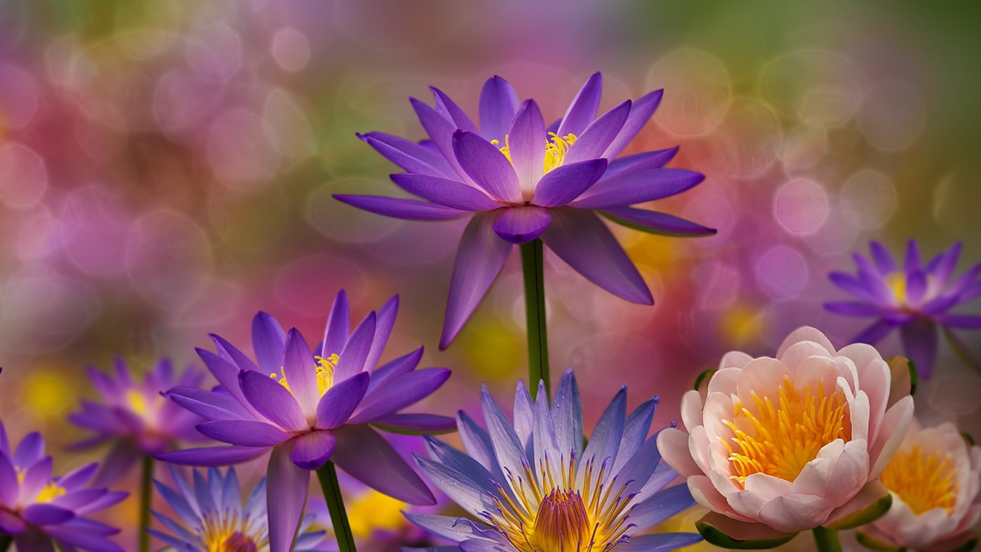 1920x1080  Pictures Of Earth Lotus Flowers Flower Water Lily Purple Flower  Bokeh HD Wallpaper, #
