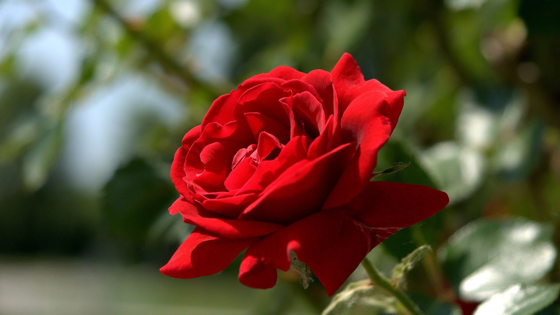 1920x1080 Beautiful Red Rose 813860. UPLOAD. TAGS: Desktop Rose Flower Background  Beautiful