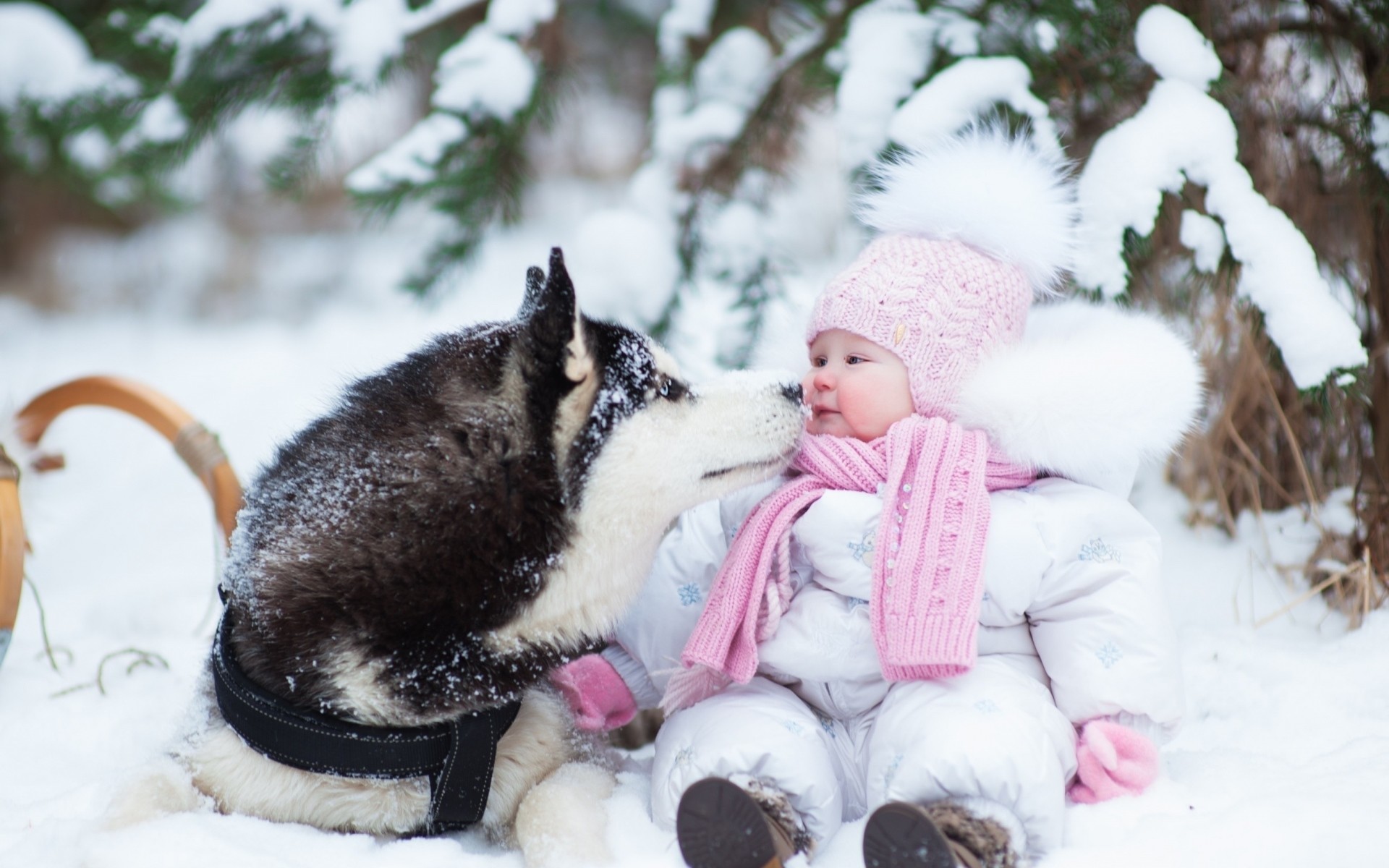 1920x1200 Preview wallpaper husky, dog, child, snow, winter, photo shoot 