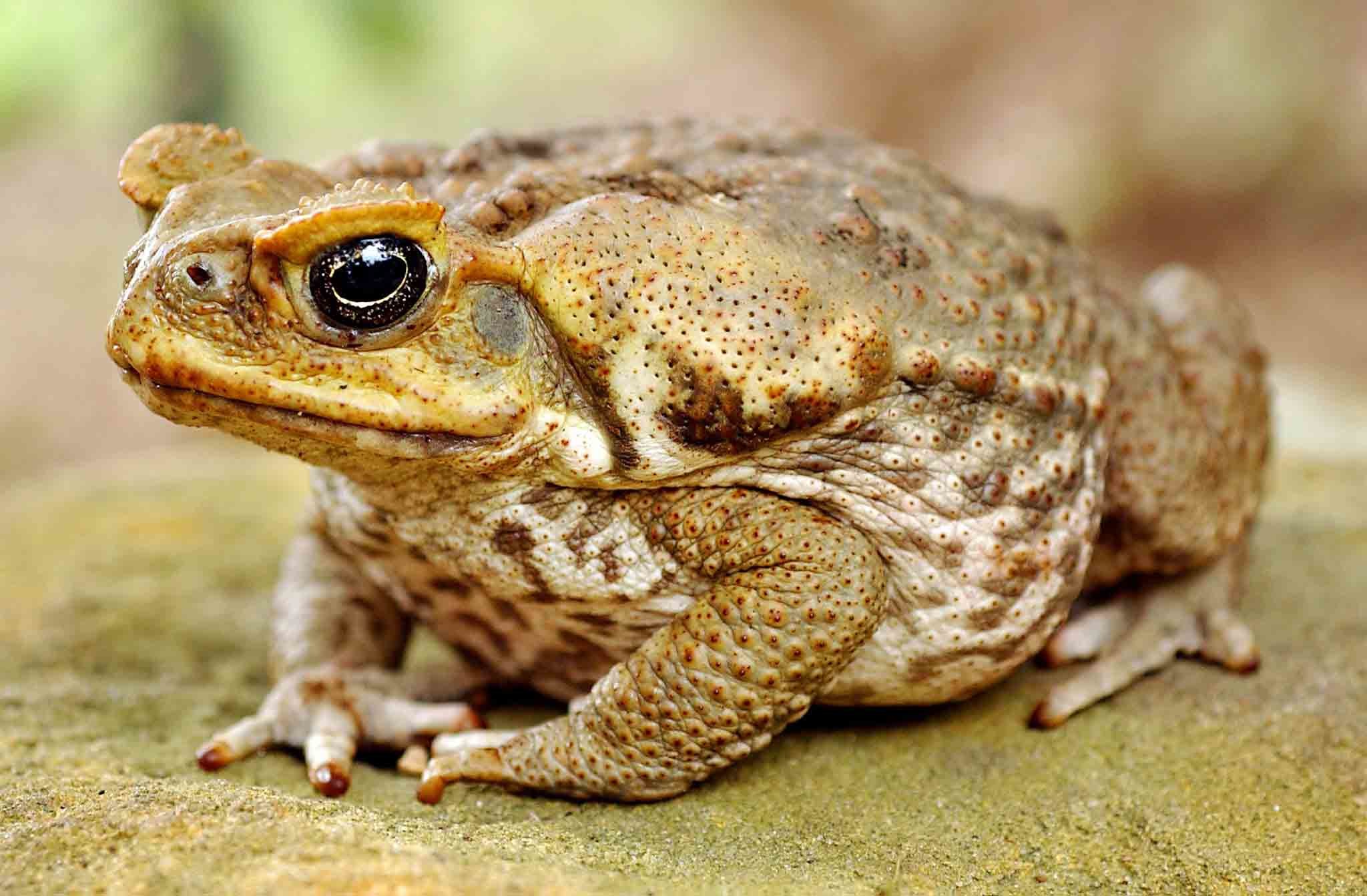 Toad Wallpaper 57 Images Toad Wallpaper 57 Images