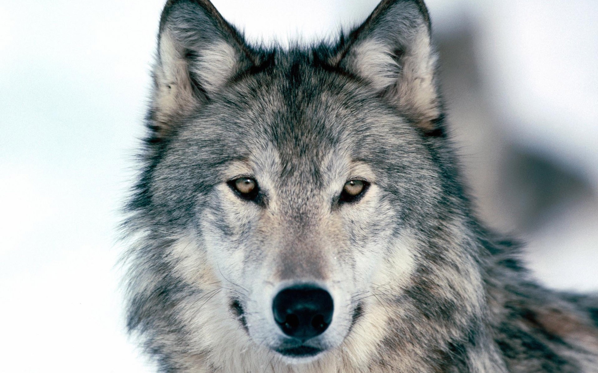1920x1200 wolf wallpaper you are viewing the other wallpaper named wolf it has  