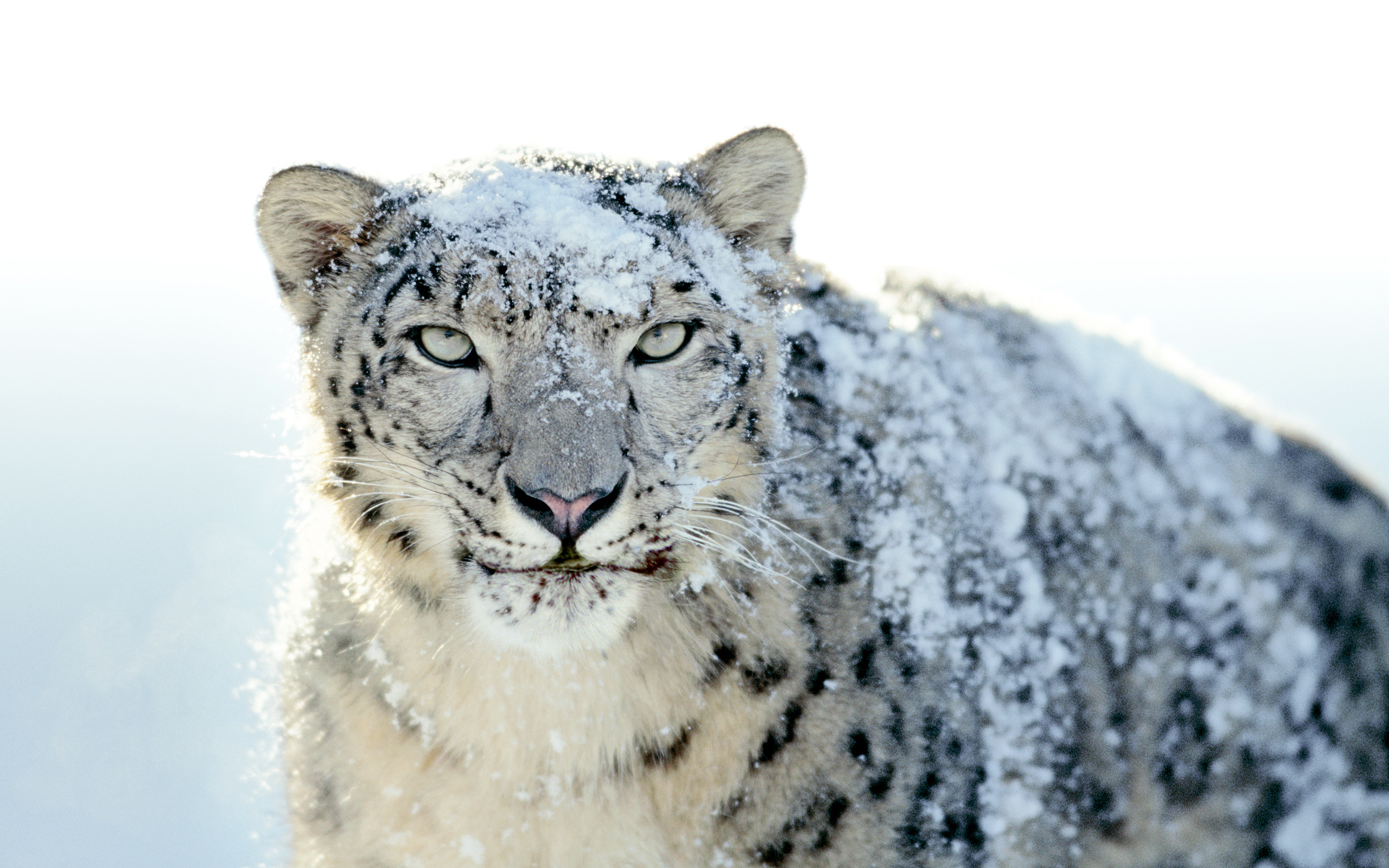 2560x1600 Snow Leopard Wallpapers HD