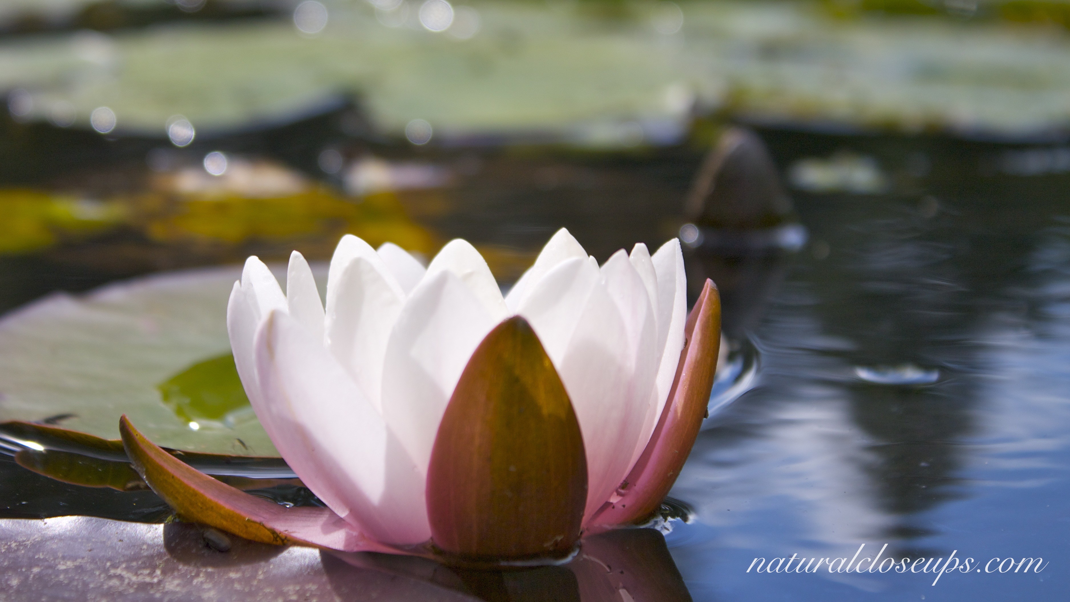3750x2110 Wallpaper Water Lily