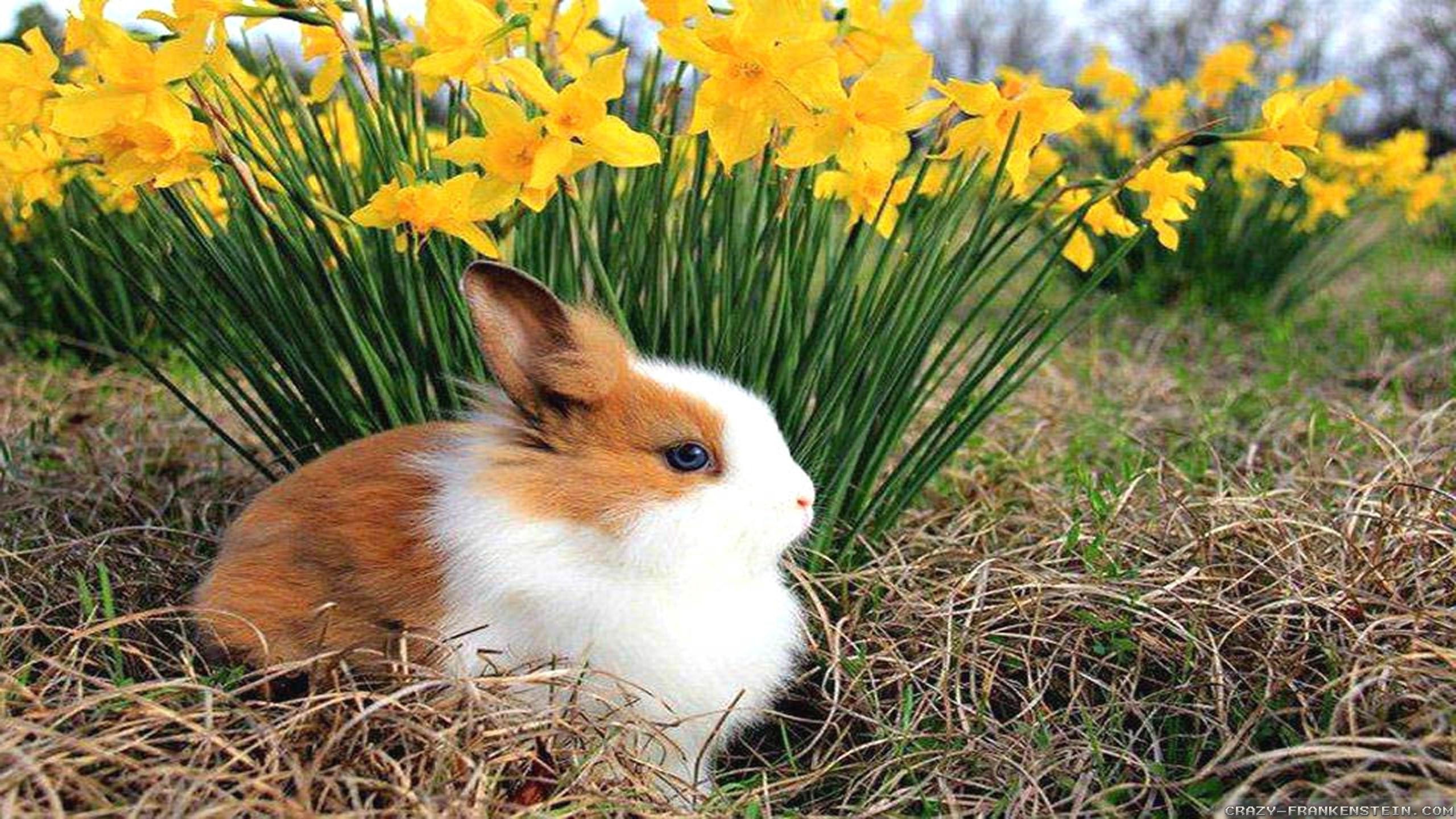 2560x1440 Spring Animals Wallpapers Cool Visiteurope uat Image source from this