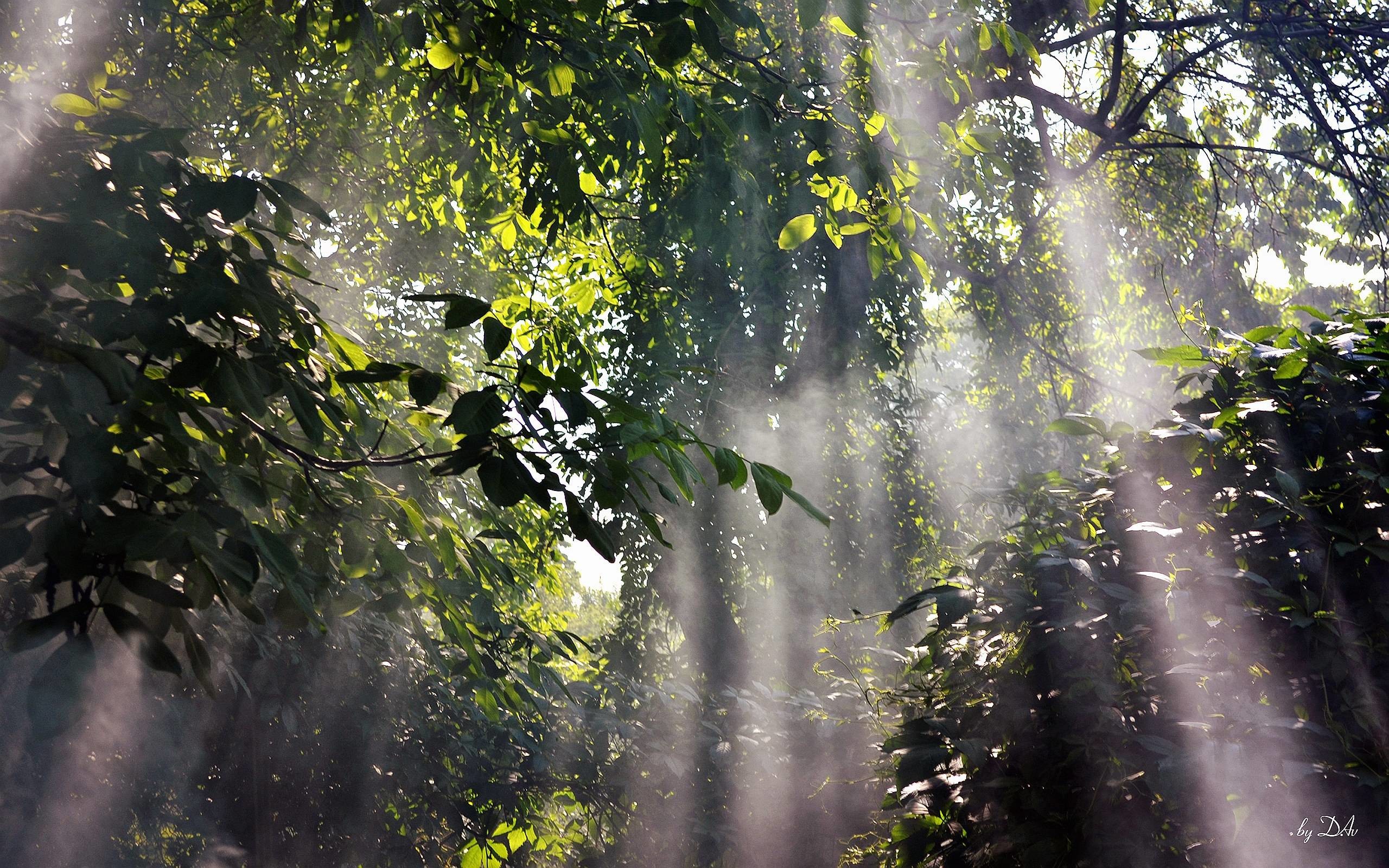2560x1600 Rainforest Backgrounds : Foggy Rainforest Wallpapers Pictures .