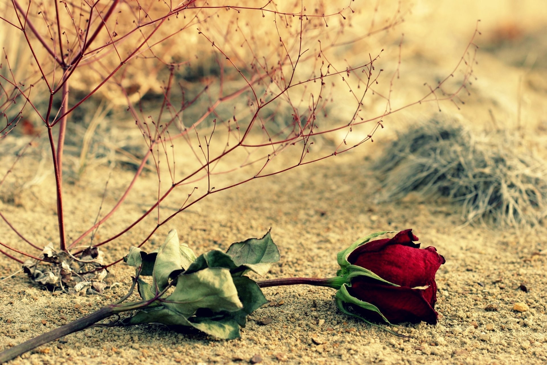 1920x1280 flower rose red rose leaves branches background wallpaper widescreen full  screen hd wallpapers fullscreen