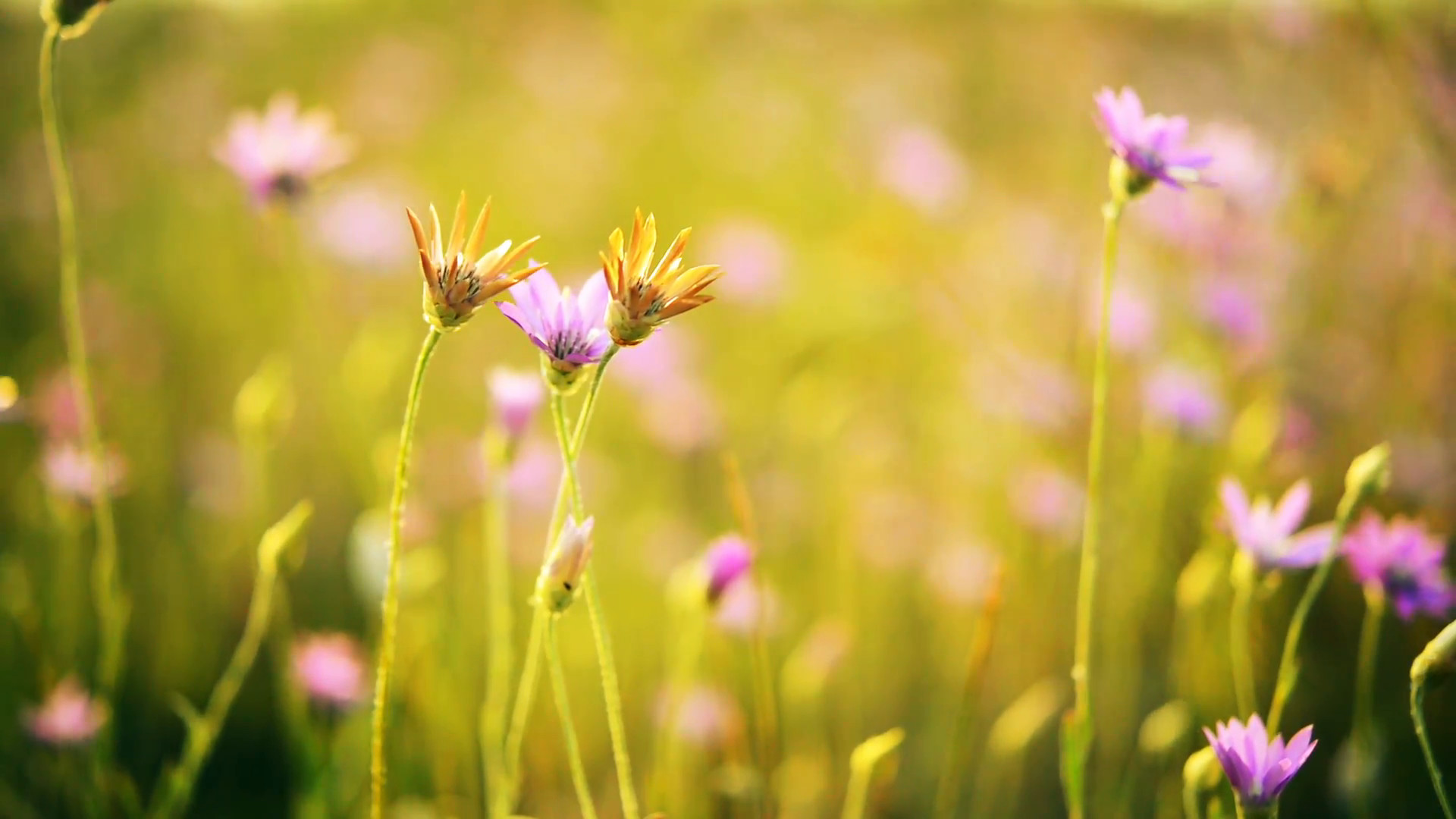 1920x1080 Beautiful wild flowers on meadow in the summer sunbeams. Beautiful spring  background. Closeup Full