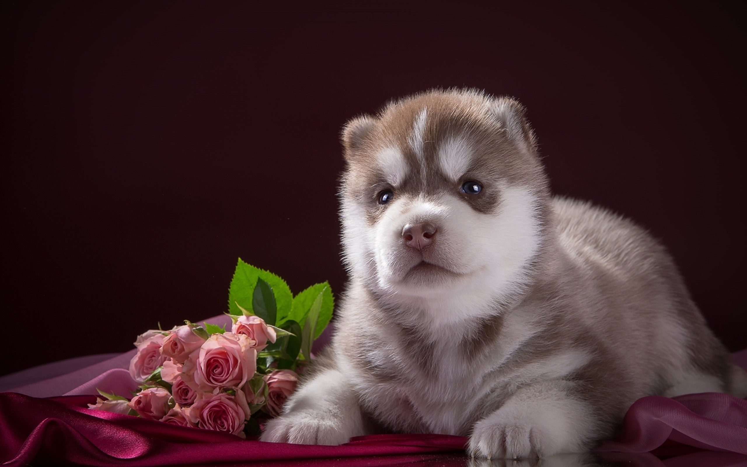 2560x1600 Wallpaper Husky Puppy Dogs Roses Flowers Animals 