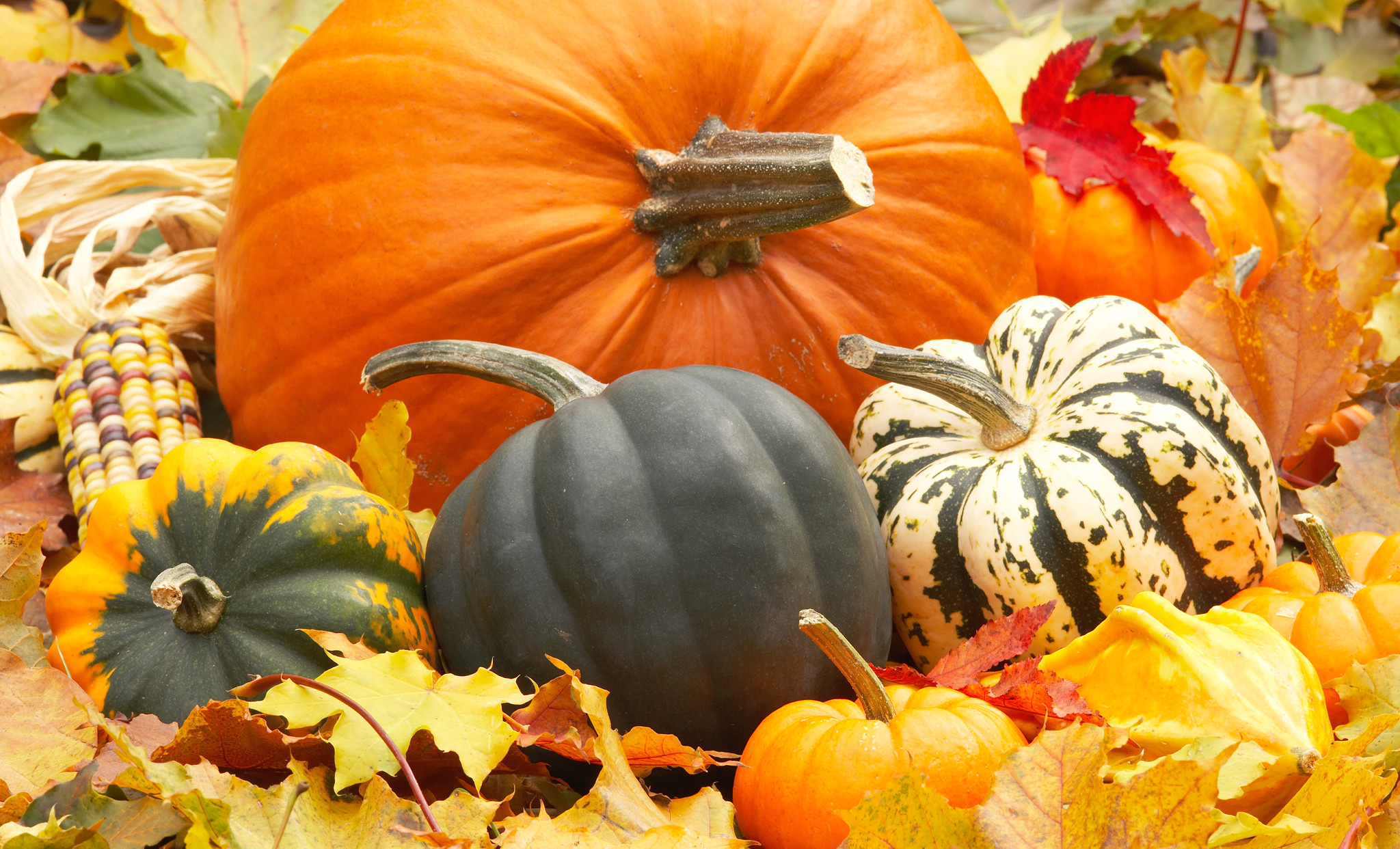 2048x1242 Filename: autumn_harvest_squash_fall_pumpkins_still_hd-wallpaper-1576273.jpg