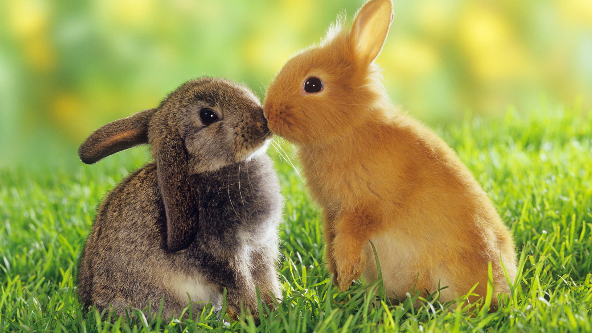 1920x1080  Cute Baby Rabbits Wallpapers. 0 Â· Download Â· Res: 2560x1600 ...