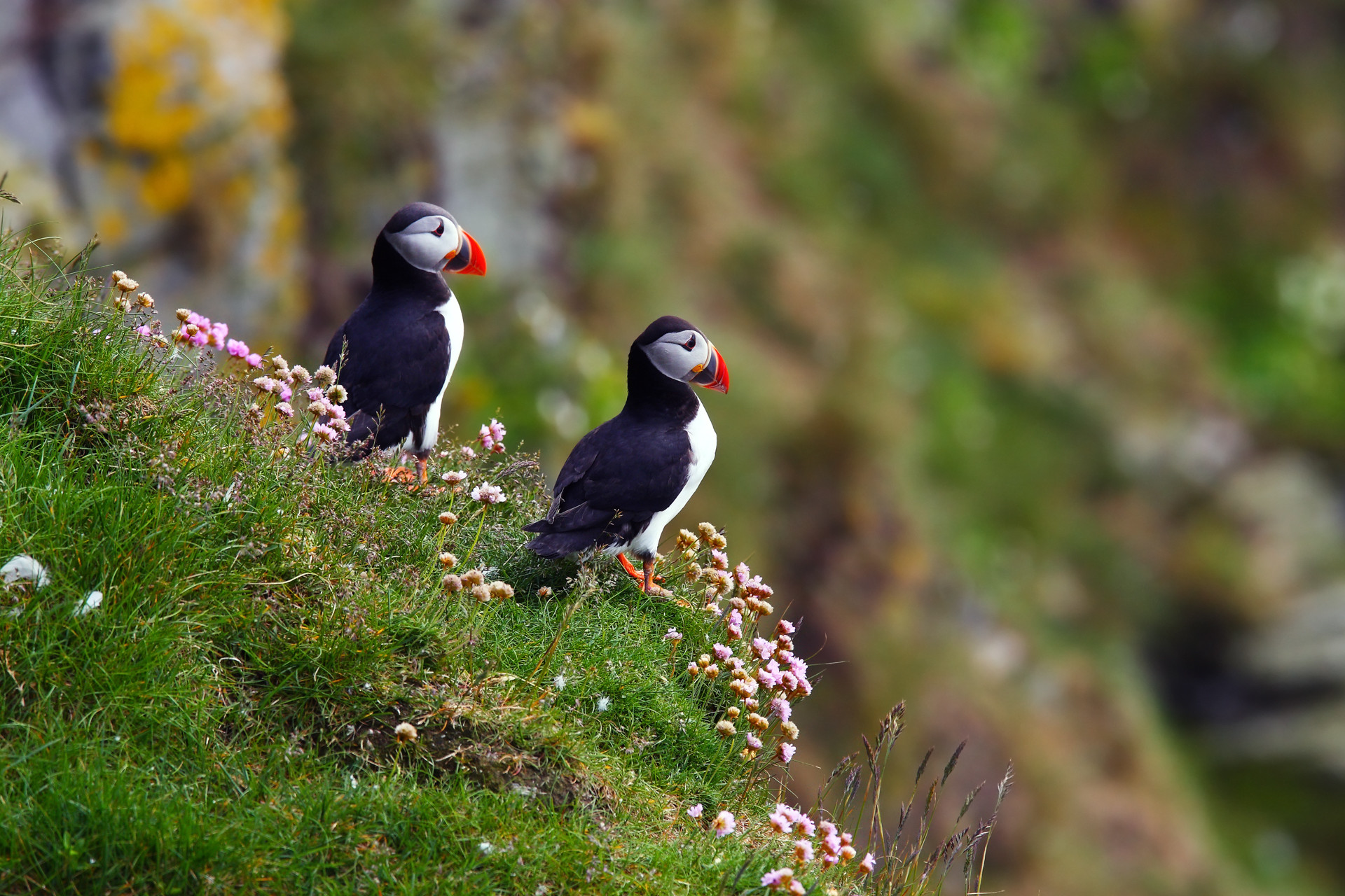 1920x1280 Puffin HD Wallpaper | Background Image |  | ID:220356 - Wallpaper  Abyss