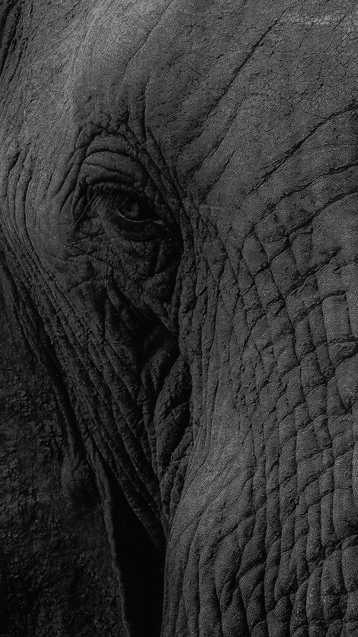1242x2208 ... iphone6papers mh89 elephant eye animal nature; elephant 2 animal iphone  wallpapers ...