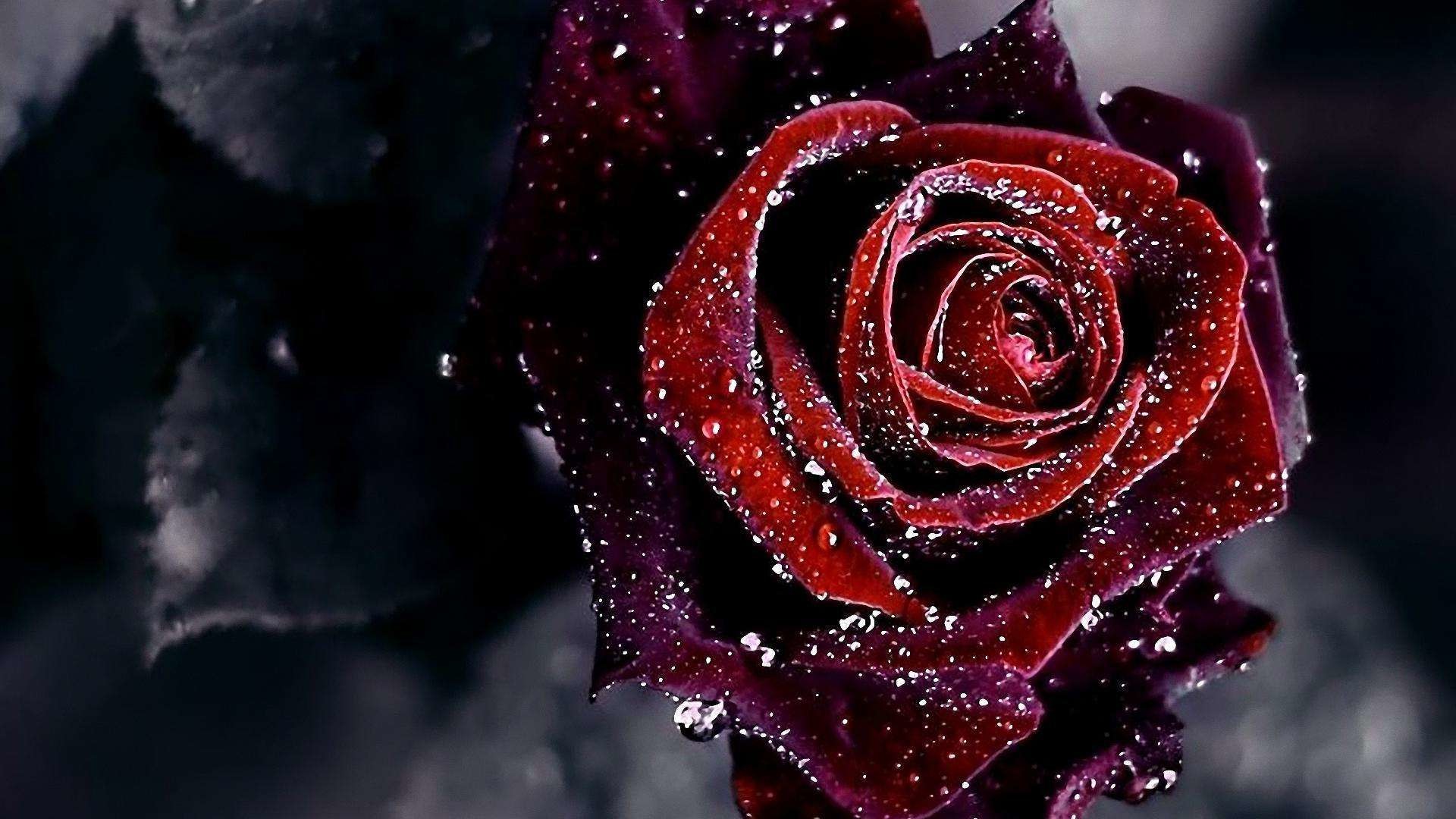 1920x1080 Red And Black Rose Wallpaper GzsiHaicom 