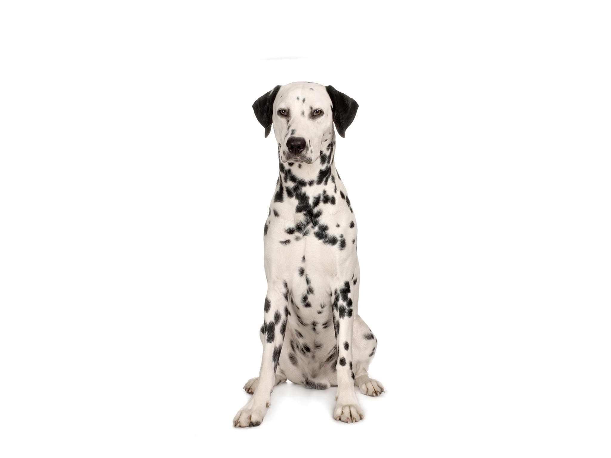 2048x1536 Dalmatian Wallpaper Dogs Animals Wallpapers in jpg format for free .